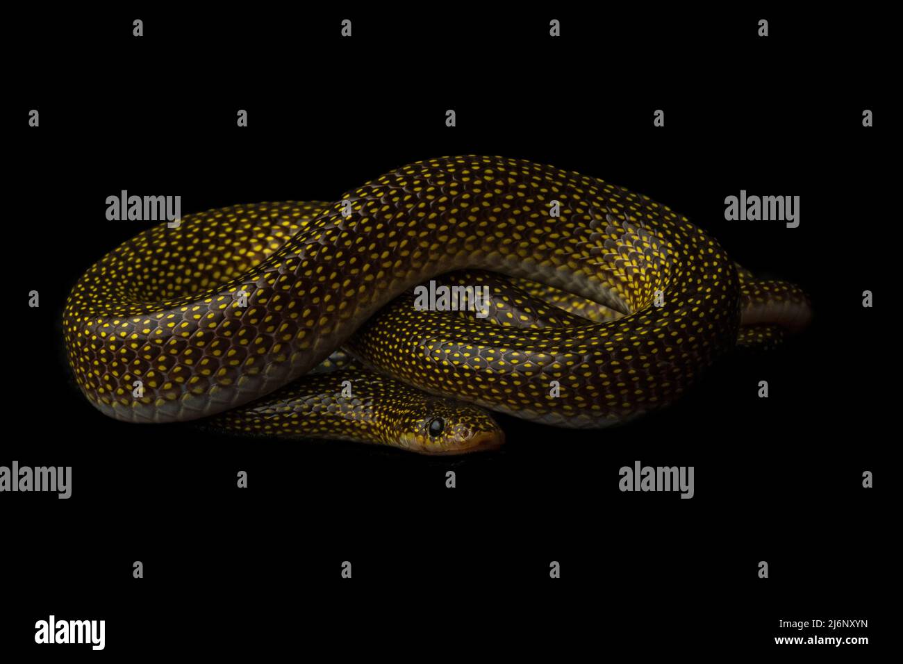 Ritratto di un serpente di lupo a doppia macchia sullo sfondo nero Foto Stock
