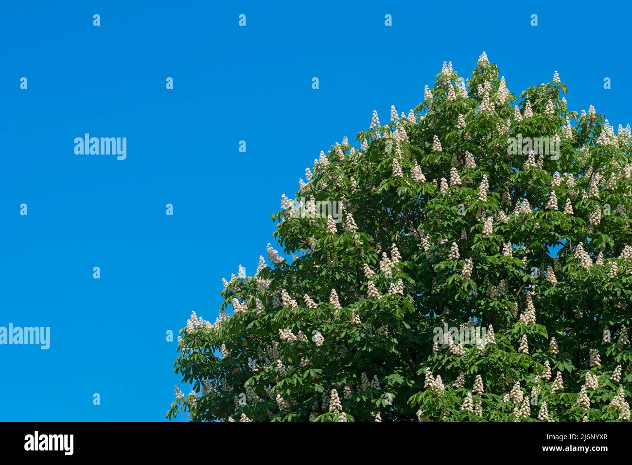 Italia, Lombardia, Ippocastano in fiore, Eesculus Hippocastanum Fiore Foto Stock