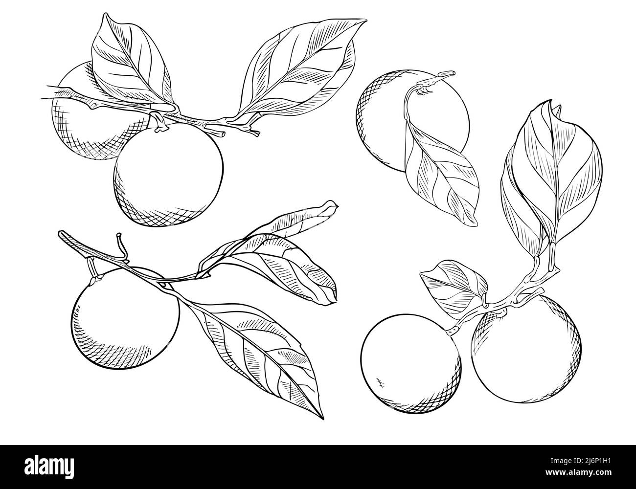 Set di tangerini su rami con leaves.Collection di agrumi.Doodle style.Sketch è disegnato a mano e isolato su bianco.contorno disegno con cappello Illustrazione Vettoriale