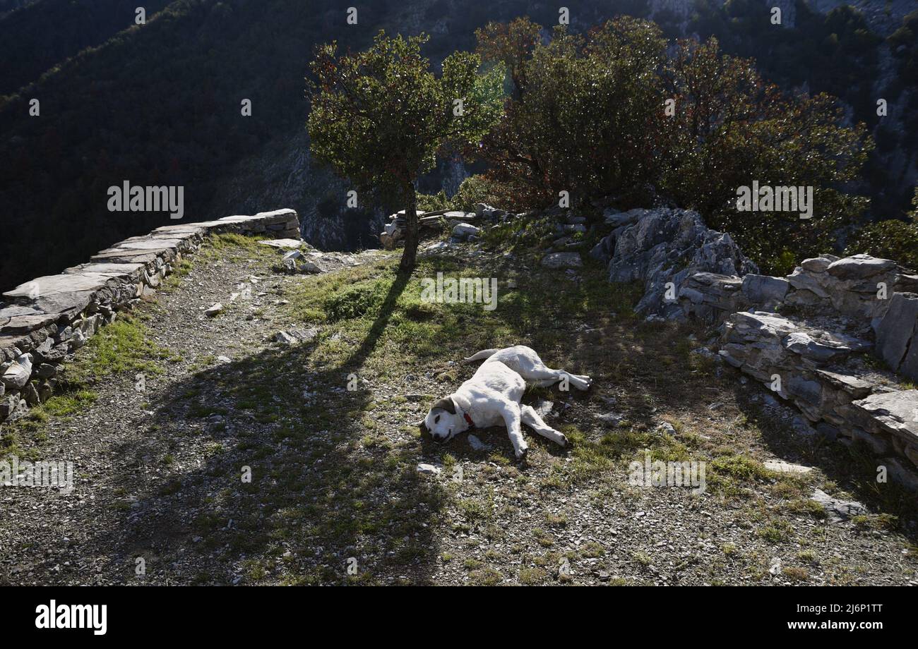 Paesaggio con un cane pastore greco sulle storiche rovine di pietra bizantina Koutoupou Fort a Kastanitsa in Arcadia, Grecia. Foto Stock