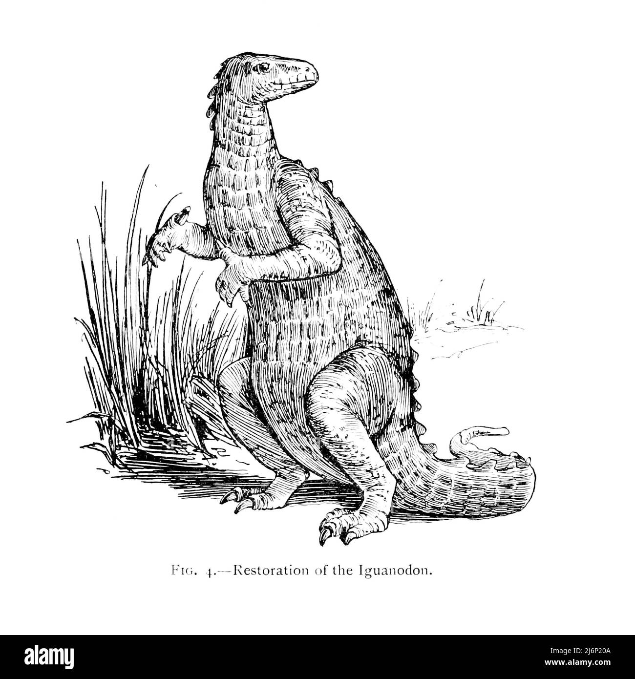 Restauro di Iguanodon [dinosauro erbivoro a lunga coda pesante; comune in Europa e nell'Africa settentrionale; periodo cretaceo iniziale] dal libro ' rettili, anfibi, pesci e chorbata inferiore ' di Joseph Thomas Cunningham, Richard Lydekker, George Albert Boulenger, John Arthur Thomson, Pubblicazione data 1912 Editore Londra : Methuen Foto Stock