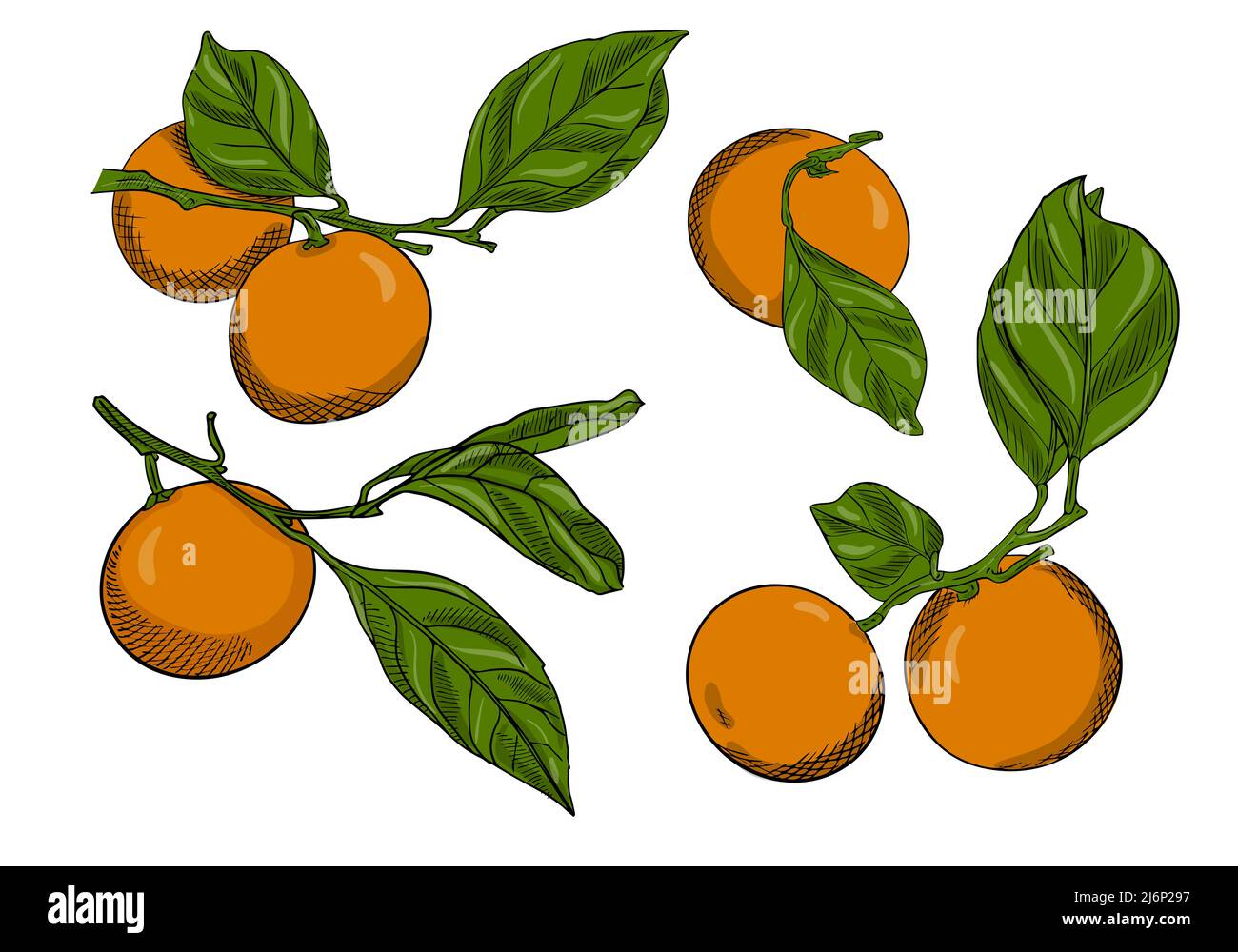 Set di tangerini su rami con foglie. Collezione di agrumi.Doodle style.The schizzo è disegnato a mano e isolato su bianco.contorno disegno wit Illustrazione Vettoriale