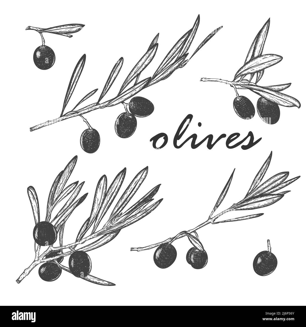 Una serie di rami di oliva isolati con bacche e foglie. Per il confezionamento di olio d'oliva e cosmetici naturali. Eco-prodotto. Disegnato a mano e isolato su un Whi Illustrazione Vettoriale