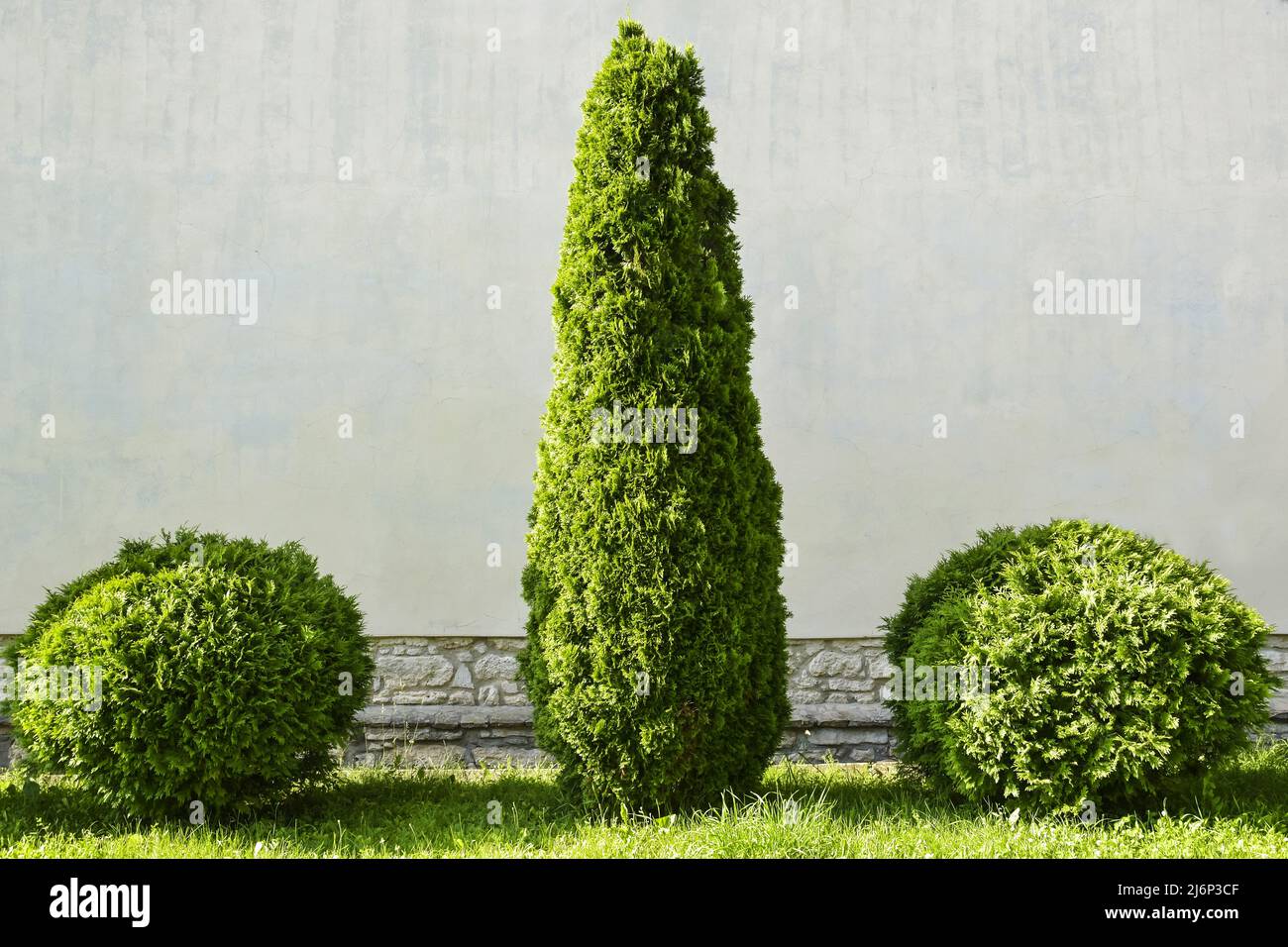 Gli alberi di thuja sempreverdi sono tagliati sullo sfondo della parete dell'edificio. Cupressaceae, piante delle famiglie dei cipressi. Spazio di copia. Messa a fuoco selettiva. Foto Stock