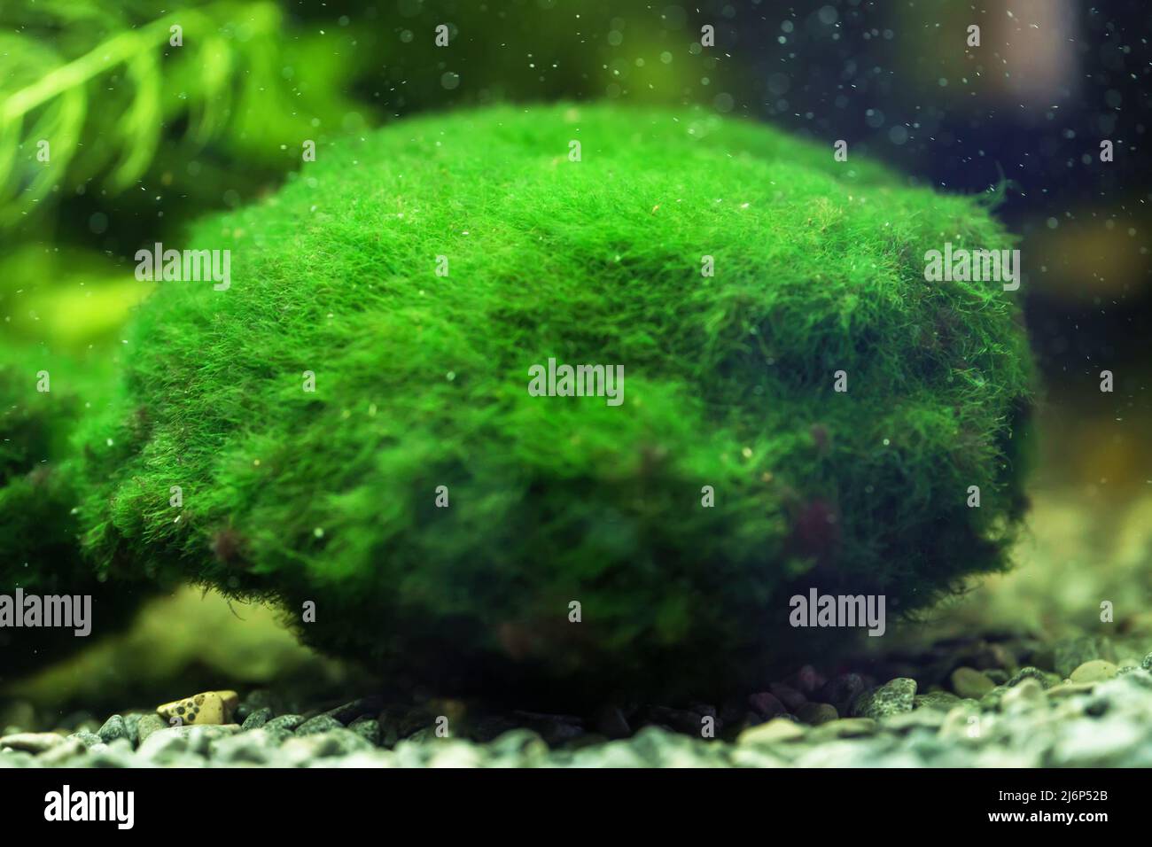 Palla Marimo o Cladofora. Aegagropla linnaei. Foto Stock