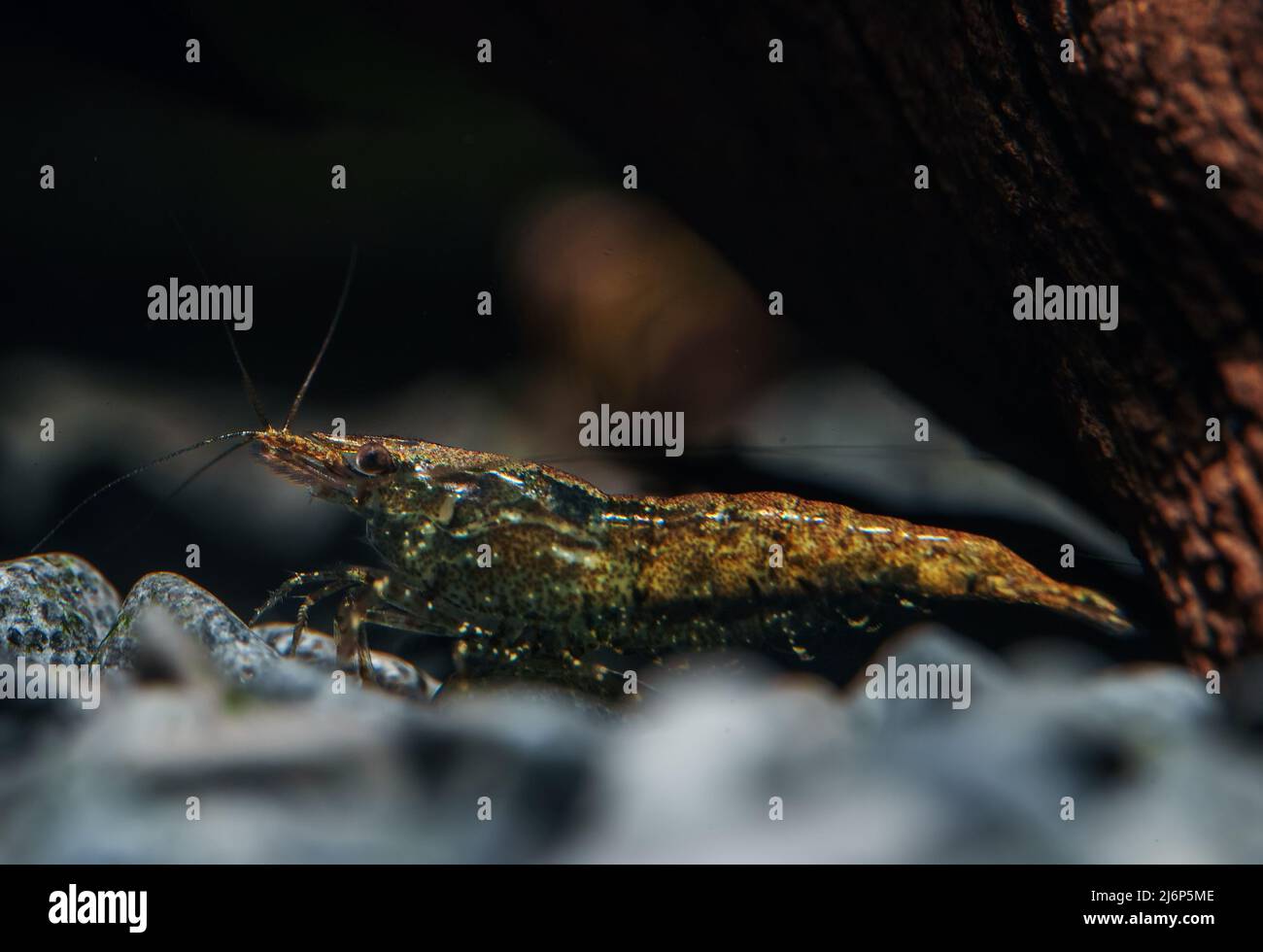 Gamberi in acquario d'acqua dolce. Neocaridina davidi o gamberetti di Rili. Foto Stock