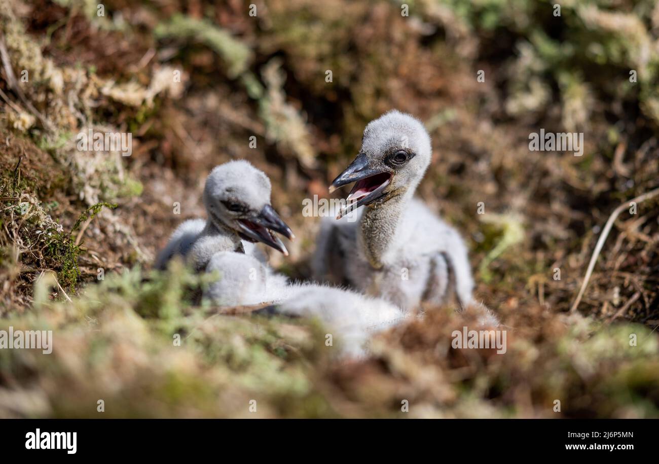 03 maggio 2022, Schleswig-Holstein, Großenaspe: I pulcini di cicogna siedono nel loro nido al Parco Naturale di Eekholt. I pulcini si sono schiusa alcuni giorni fa. Foto: Daniel Reinhardt/dpa Foto Stock