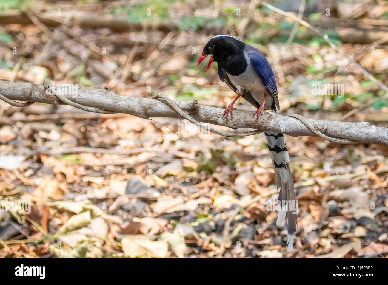 Immagine di rosso uccello di Magpie blu fatturato su un ramo di albero su sfondo naturale. Animali. Foto Stock