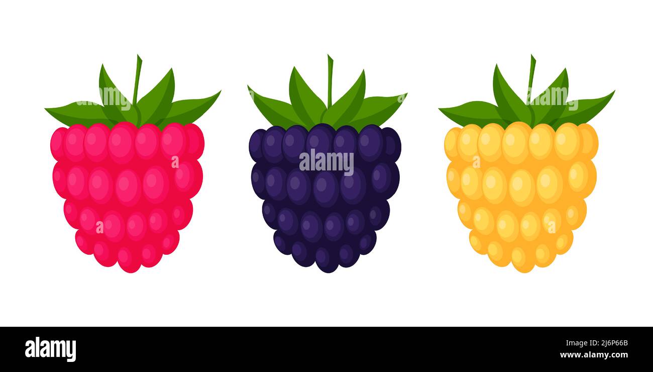 Mirtilli neri, lamponi e lamponi. Bacche con foglie, elementi di design in stile piatto. Illustrazione vettoriale a colori, isolata su un dorso bianco Illustrazione Vettoriale