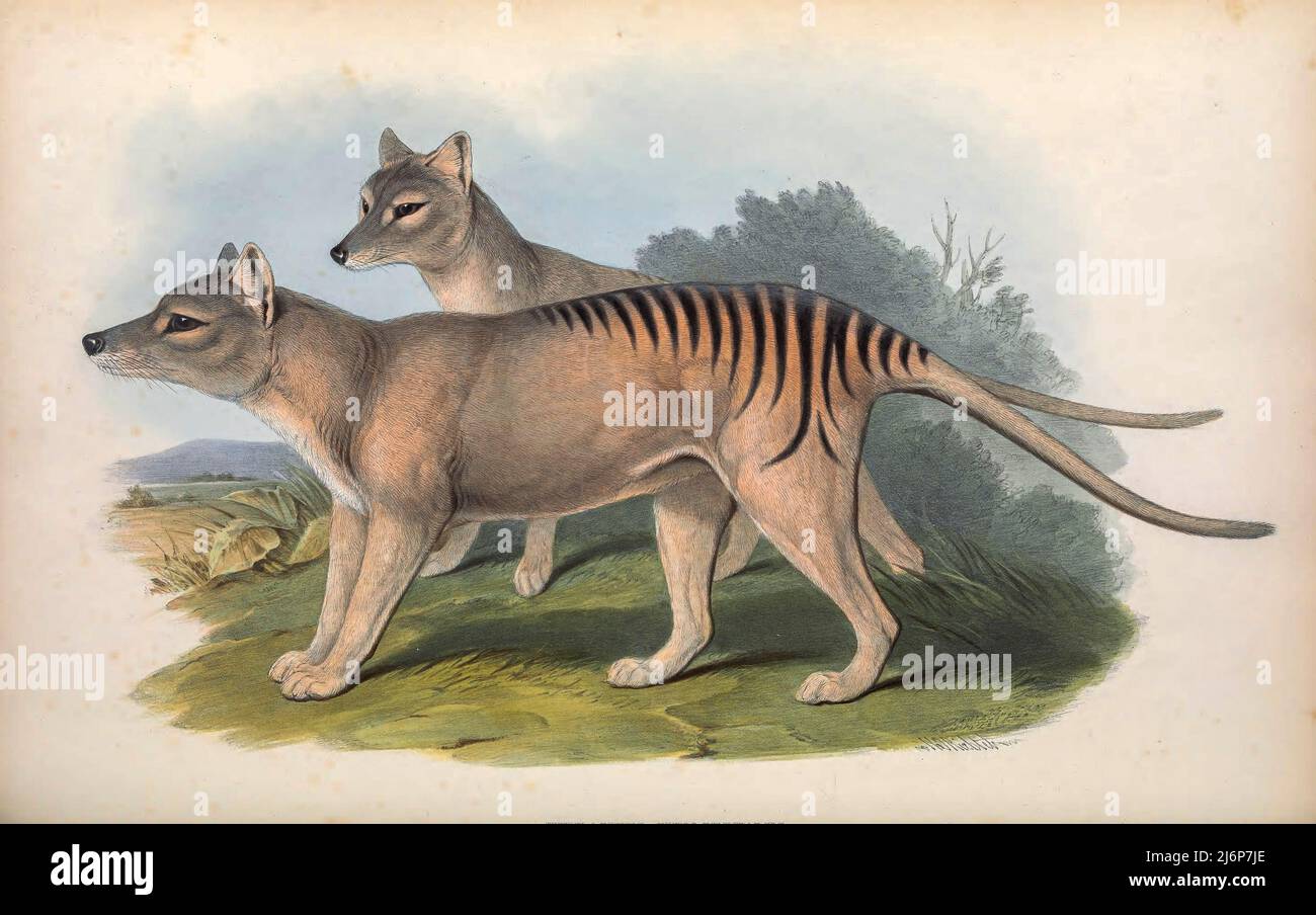 LA tilacina (Thylacinus cynocephalus) è un marsupiale carnivoro estinto originario della terraferma australiana e delle isole della Tasmania e della Nuova Guinea. L'ultimo animale vivo conosciuto è stato catturato in Tasmania nel 1930. È comunemente conosciuta come la tigre della Tasmania opere d'arte di Storia Naturale dal libro ' The Mammals of Australia ' di John Gould, 1804-1881 Data di pubblicazione 1863 Editore Londra, stampato da Taylor e Francis, pub. Dall'autore Volume 1 (1863) Foto Stock