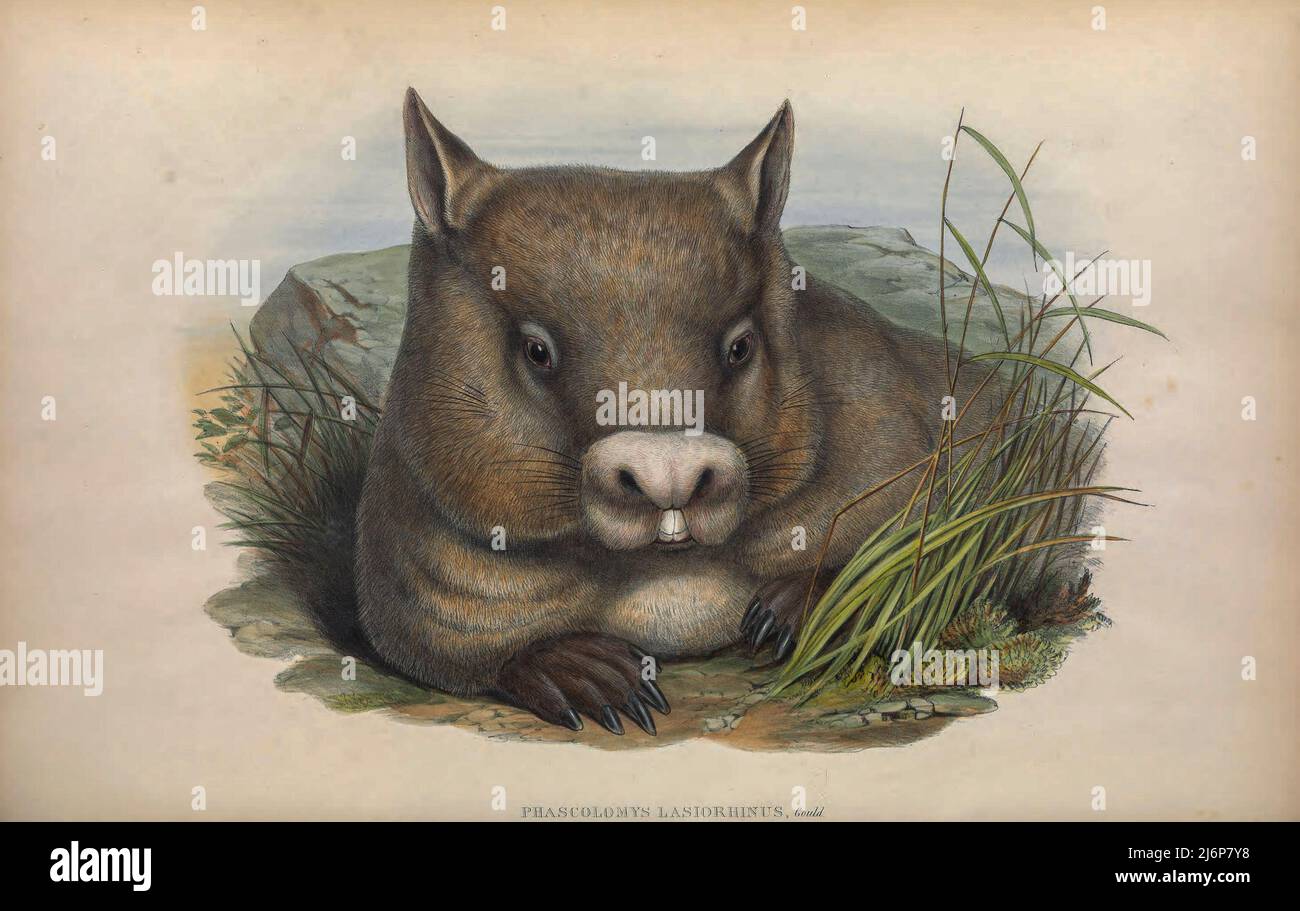 Il wombat con naso peloso settentrionale (Lasiorhinus krefftii, qui come Phascolomys lasiorhinu) o yaminon è una delle tre specie più estanti di marsupiali australiani noti come wombats. È uno dei mammiferi terrestri più rari del mondo ed è criticamente in pericolo. La sua gamma storica si estende attraverso il New South Wales, Victoria e Queensland fino a 100 anni fa, ma ora è limitata ad un posto, una gamma di 3 km2 (1,2 miglia quadrati) all'interno del 32 km2 (12 miglia quadrati) Epping Forest National Park nel Queensland. Con le specie minacciate dai cani selvatici, il governo del Queensland costruì una lunghezza di 20 chilometri (12 miglia) Foto Stock