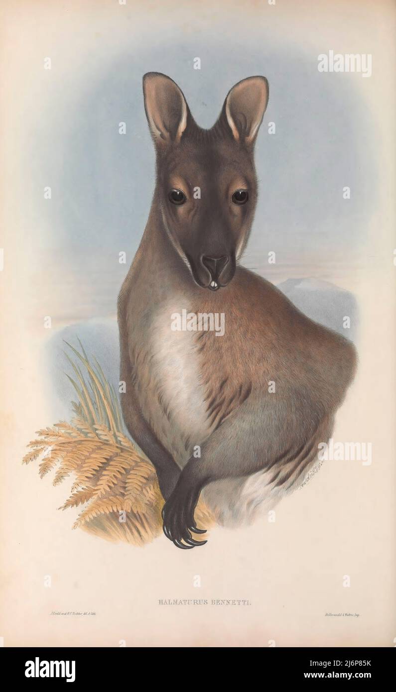 Il wallaby a collo rosso o wallaby di Bennett (Notamacropus rufogriseus qui come Halmaturus bennettii) è un marsupiale macropode di medie dimensioni (wallaby), comune nelle parti più temperate e fertili dell'Australia orientale, compresa la Tasmania. I wallaby a collo rosso sono stati introdotti in molti altri paesi, tra cui la Nuova Zelanda, il Regno Unito (in Inghilterra e Scozia), l'Irlanda, l'Isola di Man, la Francia e la Germania. Storia naturale opere d'arte del libro ' i mammiferi d'Australia ' di John Gould, 1804-1881 Data di pubblicazione 1863 Editore Londra, stampato da Taylor e Francis, pub. Da The au Foto Stock