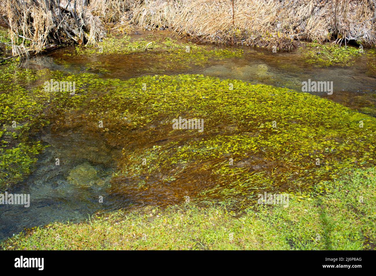 Flusso trasparente con piante di acqua naturale verde Foto Stock