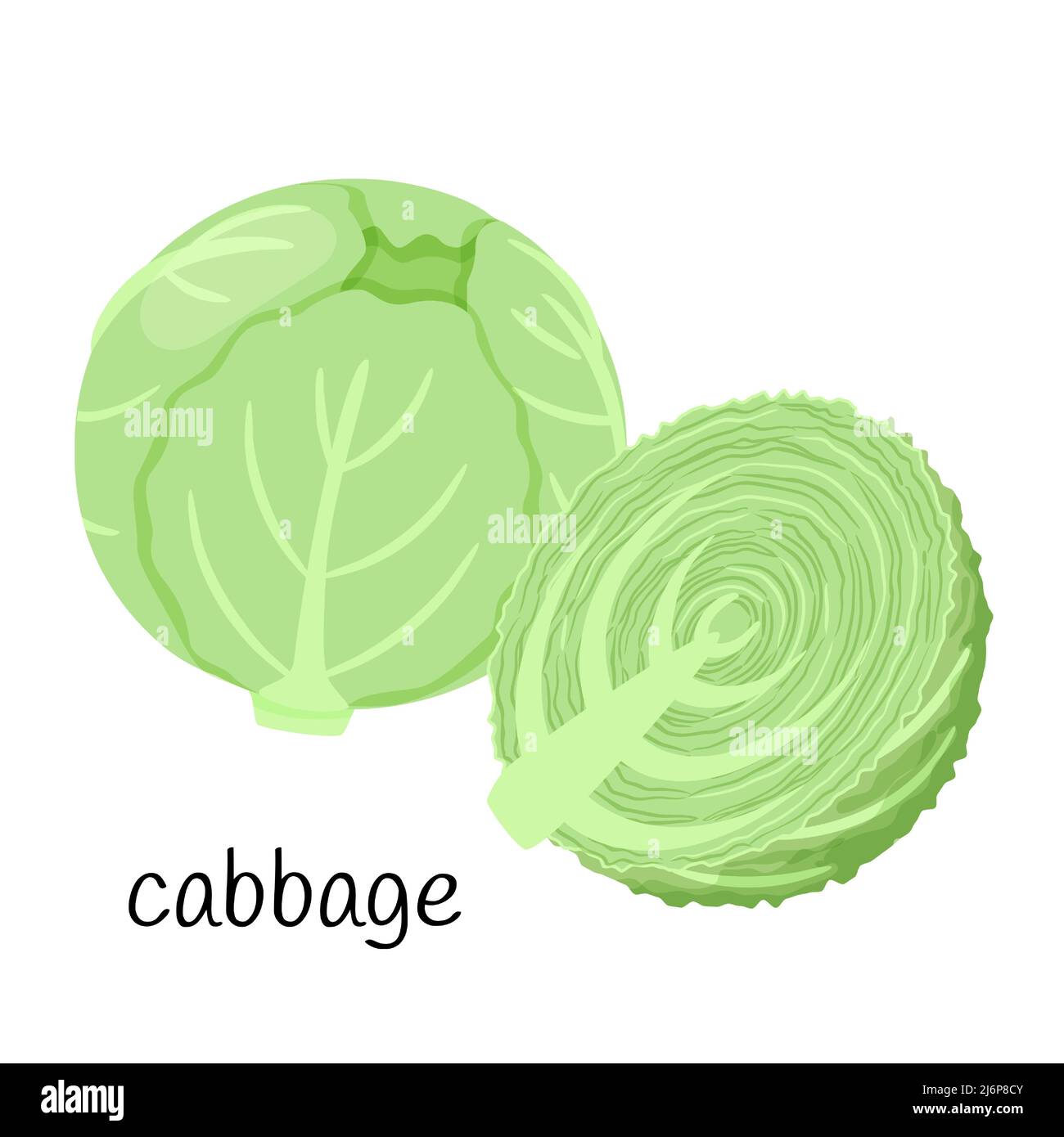 Testa di cavolo. Intero e mezzo in sezione trasversale. Verdure, ingredienti, elementi di design per l'imballaggio alimentare, ricette, menu. Isolato su sfondo bianco Illustrazione Vettoriale