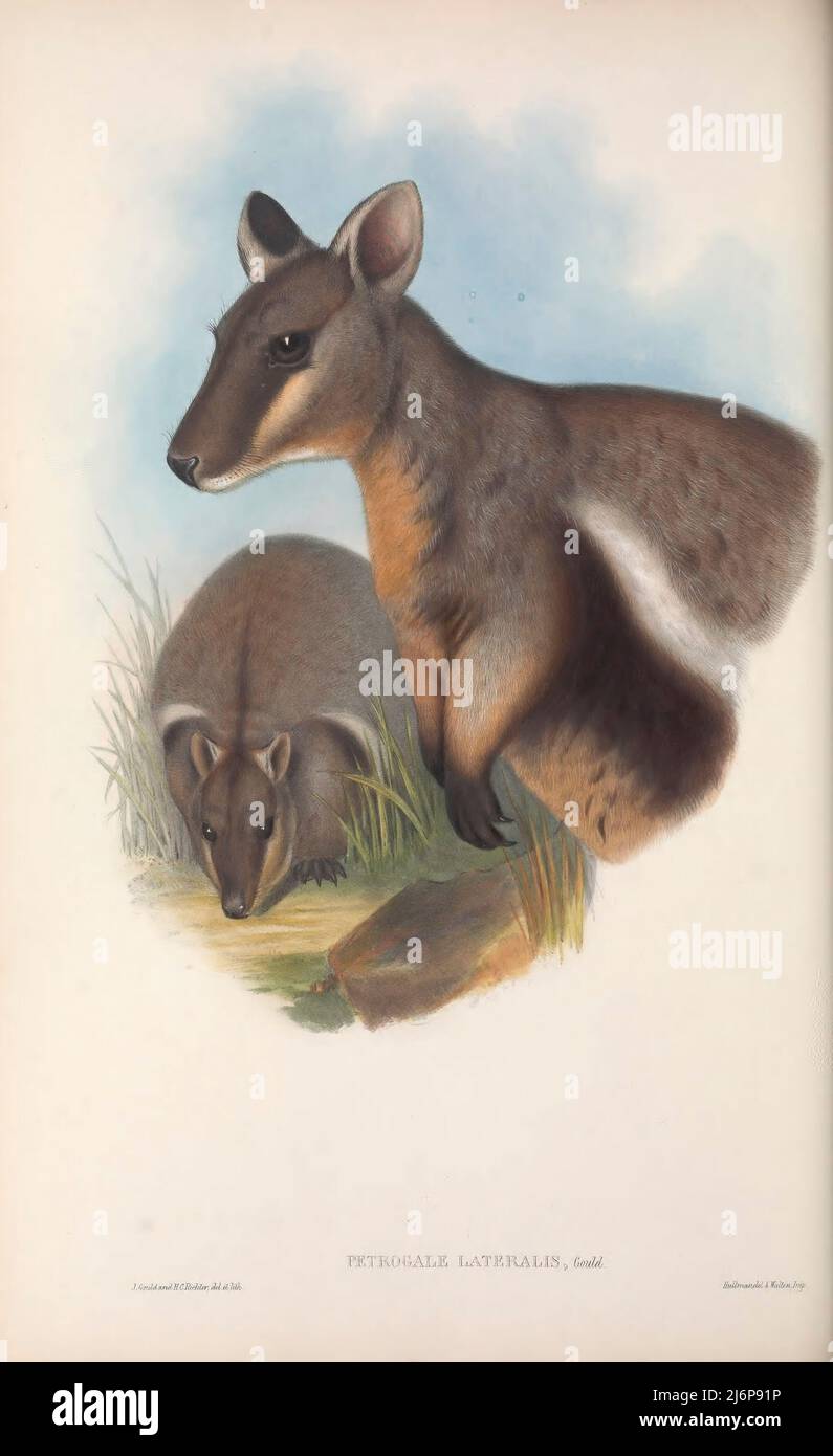 Il wallaby di roccia fiancheggiato nero (Petrogale lateralis), [qui come wallaby di roccia a strisce] anche noto come wallaby di roccia a piedi neri o wallaby di roccia, è una specie di wallaby, uno dei vari wallaby di roccia nel genere Petrogale. Un erbivoro timido e notturno, le sue due principali sottospecie si trovano in popolazioni per lo più isolate attraverso l'Australia occidentale e meridionale (WA), il territorio settentrionale e parti dell'Australia meridionale (SA). Storia naturale opere d'arte del libro ' i mammiferi d'Australia ' di John Gould, 1804-1881 Data di pubblicazione 1863 Editore Londra, stampato da Taylor e Francis, pub. By Th Foto Stock