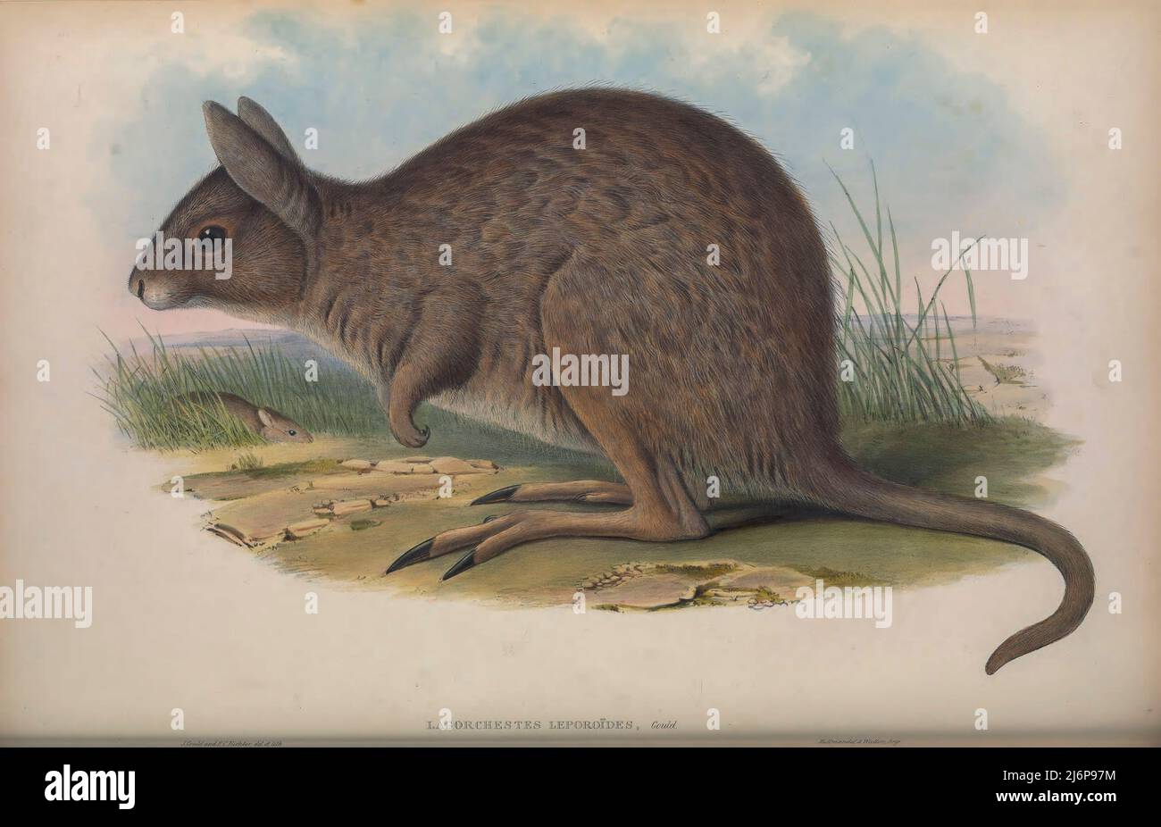 La lepre-wallaby orientale (Lagorchestes leporides), una volta conosciuta anche come il comune wallaby lepre, è una specie estinta di wallaby che era originaria dell'Australia sudorientale. Fu descritto per la prima volta da John Gould nel 1841. Storia naturale opere d'arte del libro ' i mammiferi d'Australia ' di John Gould, 1804-1881 Data di pubblicazione 1863 Editore Londra, stampato da Taylor e Francis, pub. Dall'autore Volume 2 (1863) Foto Stock