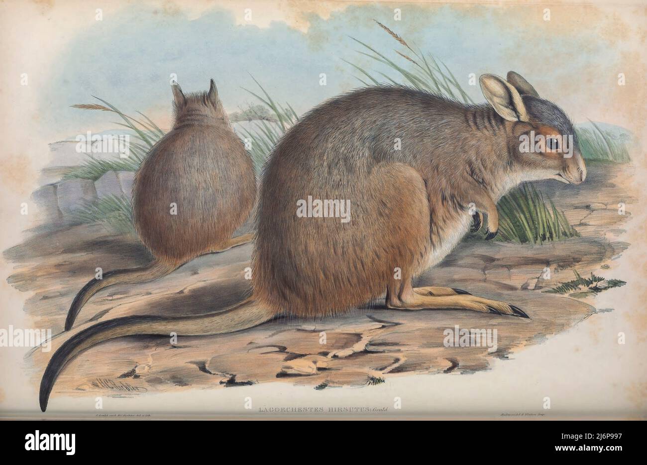 La rufosa lepre-wallaby (Lagorchestes hirsutus), nota anche come mala, è un piccolo macropode trovato in Australia. In precedenza era ampiamente distribuito nella metà occidentale del continente, Ma le popolazioni naturali sono ora confinate a Bernier Island e Dorre Island Islands al largo dell'Australia occidentale opere d'arte di storia naturale dal libro ' i mammiferi dell'Australia ' di John Gould, 1804-1881 Data di pubblicazione 1863 Editore Londra, stampato da Taylor e Francis, pub. Dall'autore Volume 2 (1863) Foto Stock