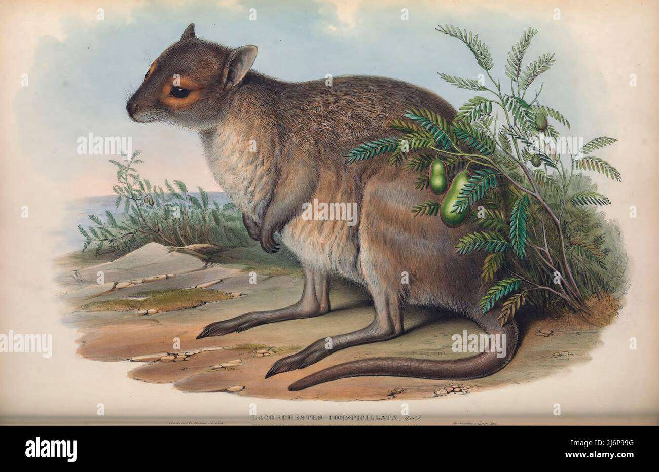 La lepre-wallaby (Lagorchestes cospicillatus) è una specie di macropode che si trova in Australia e Nuova Guinea. In Australia, una piccola sottopopolazione si trova sull'isola di Barrow, mentre il tipo continentale è diffuso, anche se in declino, attraverso le regioni settentrionali del paese opere d'arte di Storia Naturale dal libro ' i mammiferi d'Australia ' di John Gould, 1804-1881 Data di pubblicazione 1863 Editore Londra, Stampato da Taylor e Francis, pub. Dell'autore Volume 2 (1863) Foto Stock