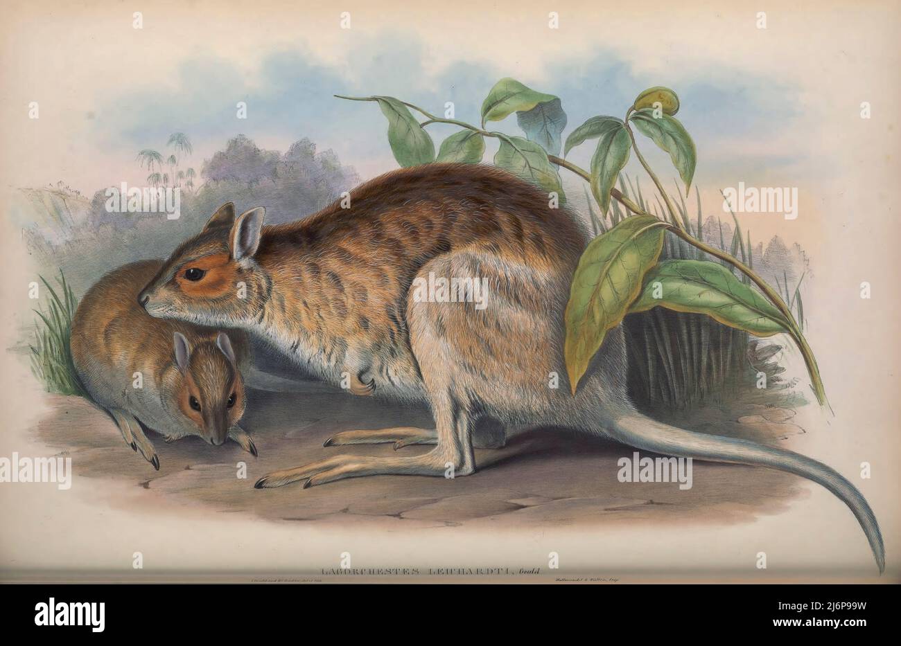 La lepre-wallaby (Lagorchestes cospicillatus) [qui come Leichardt’s Hare-Kangaroo (Lagorchestes Leichardti)] è una specie di macropode che si trova in Australia e Nuova Guinea. In Australia, una piccola sottopopolazione si trova sull'isola di Barrow, mentre il tipo continentale è diffuso, anche se in declino, attraverso le regioni settentrionali del paese opere d'arte di Storia Naturale dal libro ' i mammiferi d'Australia ' di John Gould, 1804-1881 Data di pubblicazione 1863 Editore Londra, Stampato da Taylor e Francis, pub. Dell'autore Volume 2 (1863) Foto Stock