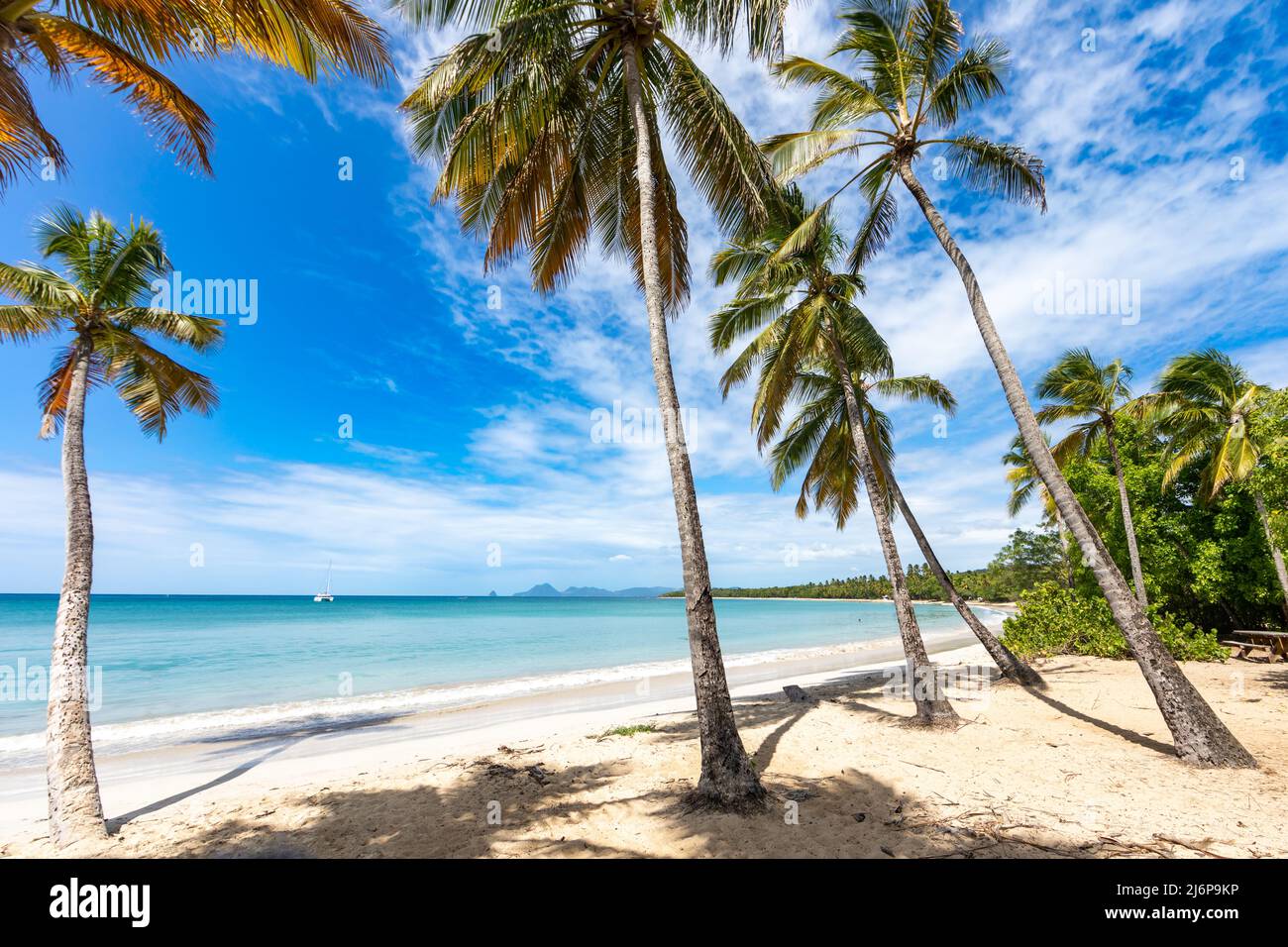 Spiaggia di Salines, Sainte-Anne, Martinica, FWI Foto Stock Spiaggia di Salines, Sainte-Anne, Martinica, FWI Foto Stock