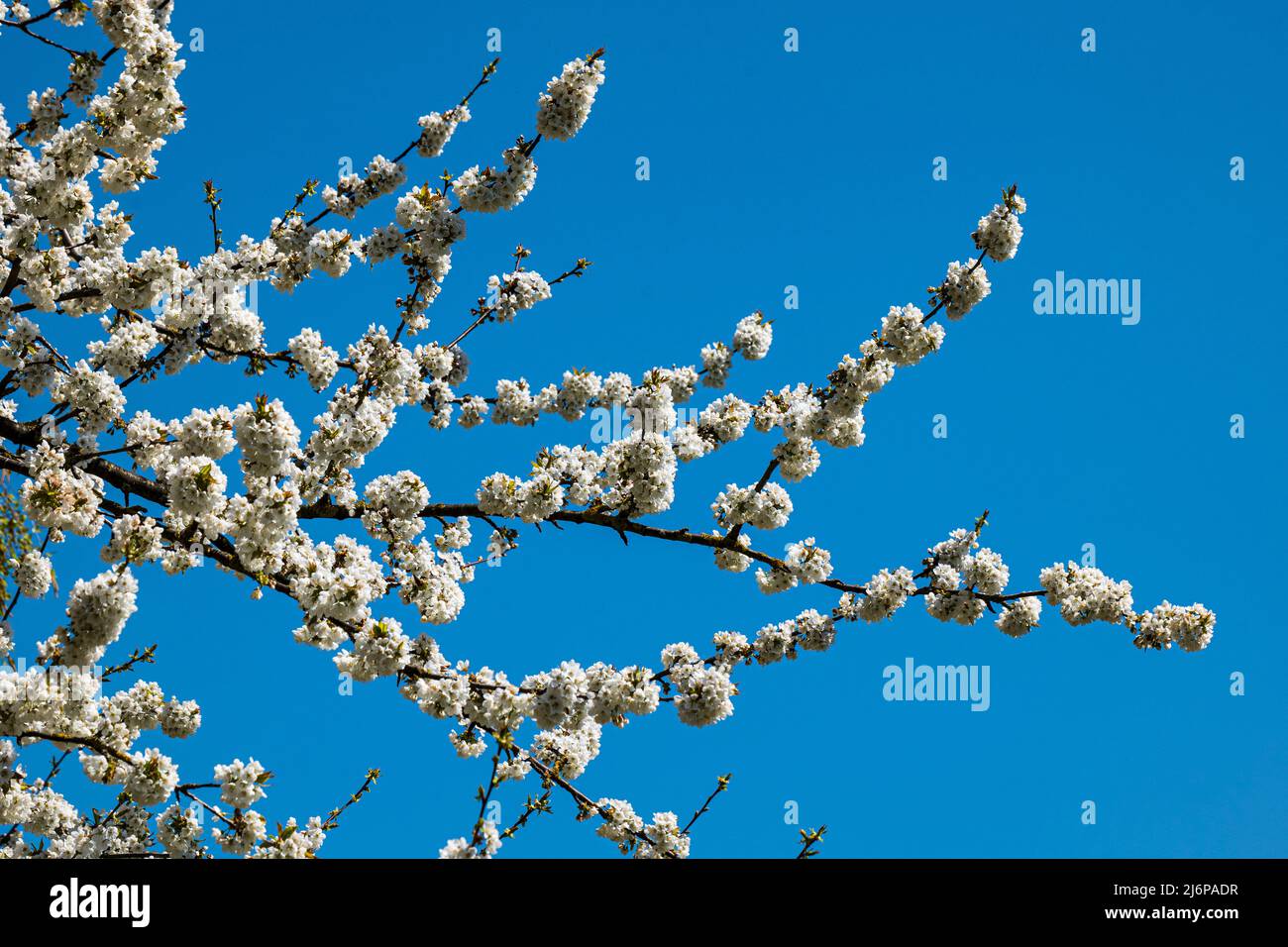 Ramo con innumerevoli fiori di ciliegio bianco di fronte a un cielo azzurro e senza nuvole Foto Stock