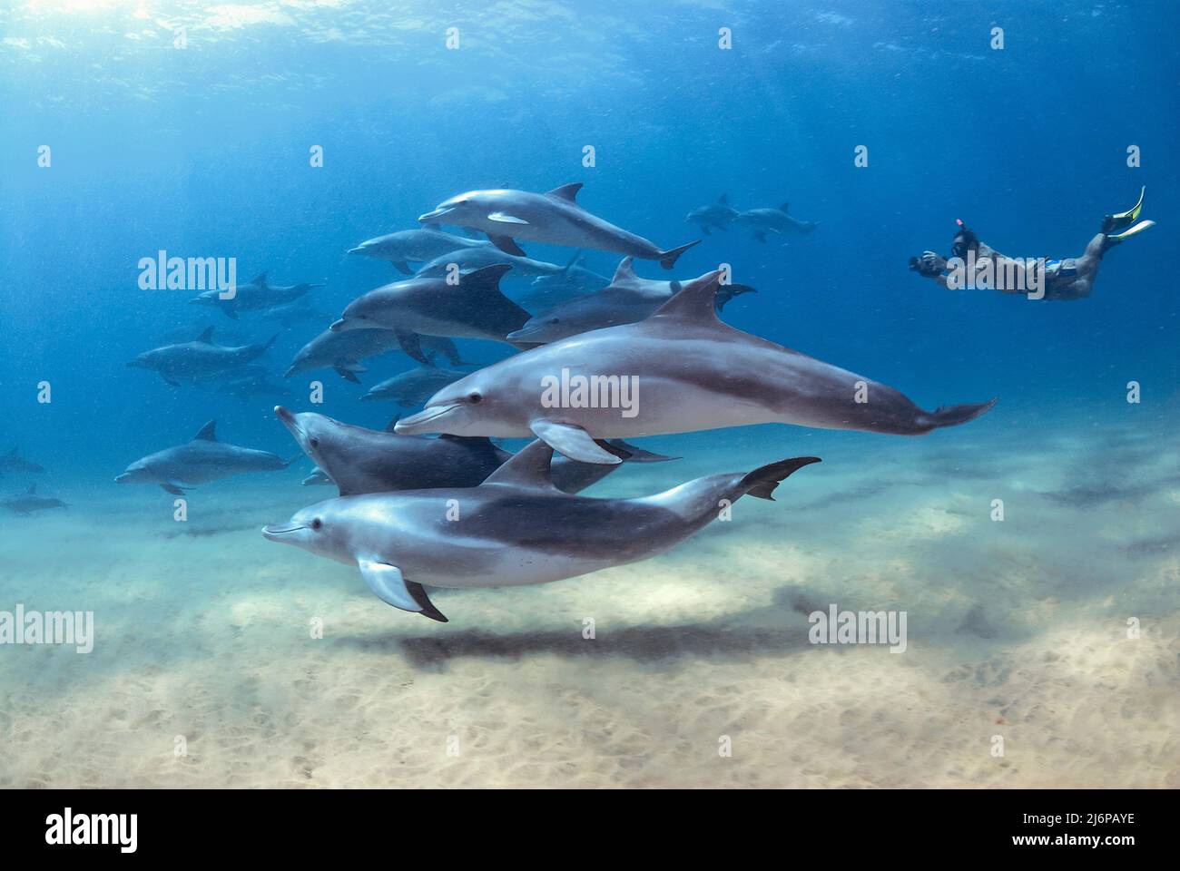 Snorkeler che nuota con un gruppo di delfini tursiopi Indo-Pacific (Tursiops aduncus), in acqua blu, Sodwana Bay, Sudafrica, Africa Foto Stock