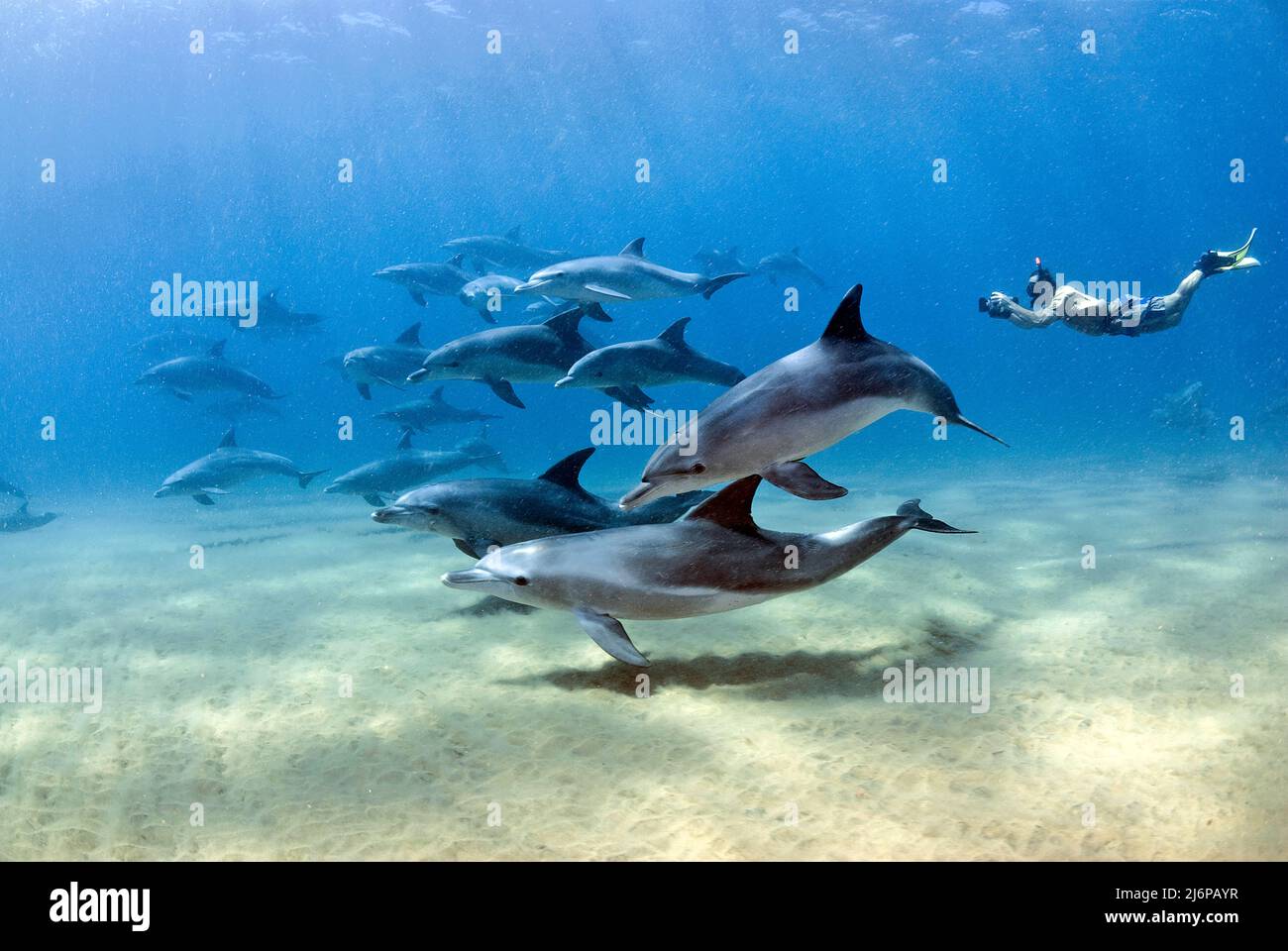 Snorkeler che nuota con un gruppo di delfini tursiopi Indo-Pacific (Tursiops aduncus), in acqua blu, Sodwana Bay, Sudafrica, Africa Foto Stock