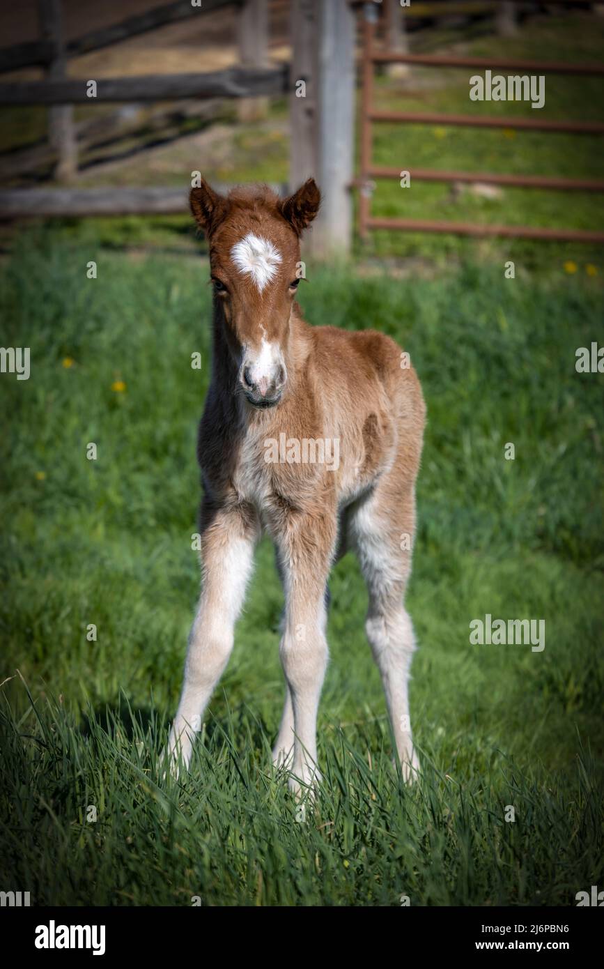 Nascente Islanda cavallo colt Foto Stock