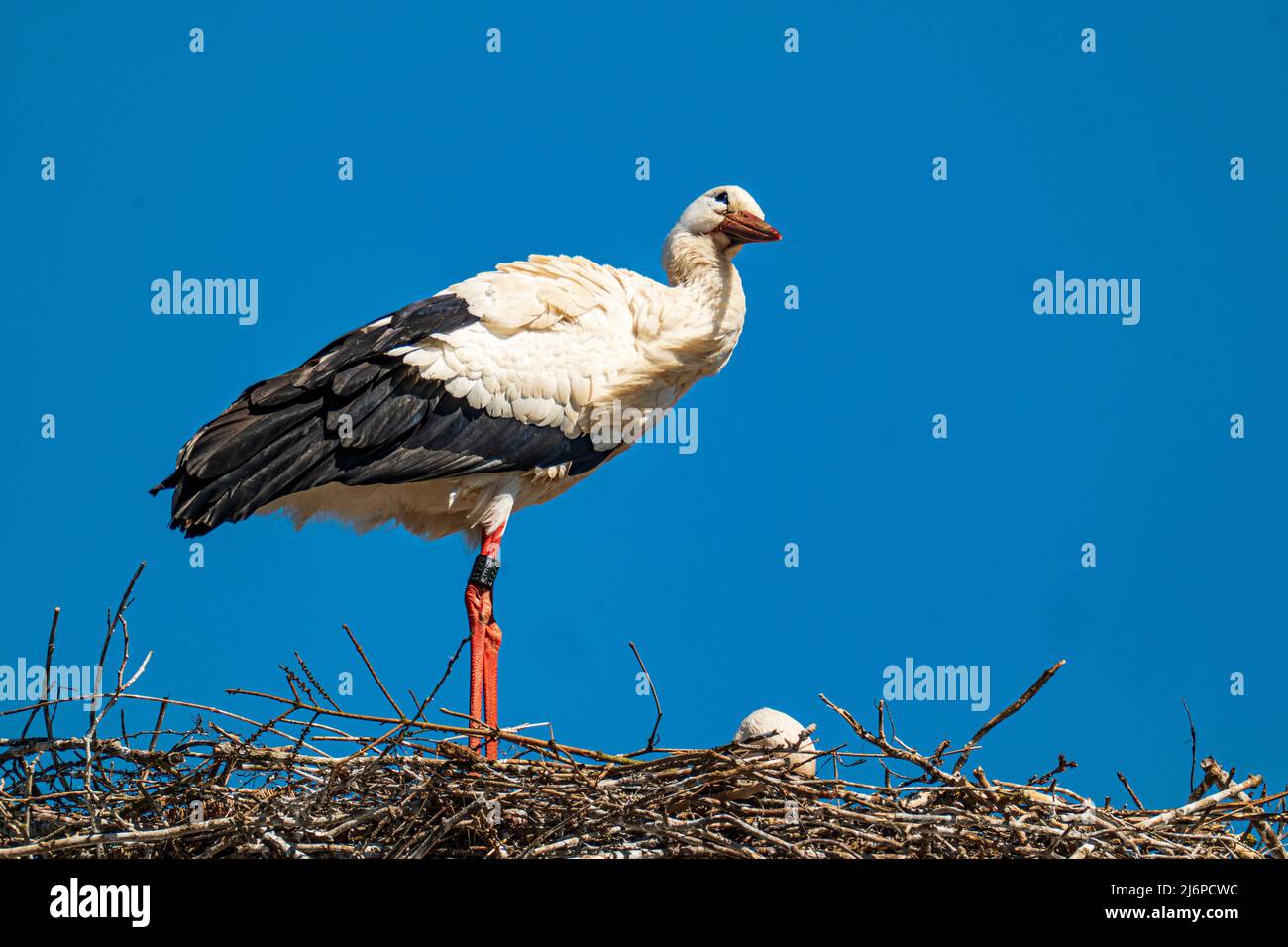 Una cicogna si erge nel suo nido di fronte ad un cielo blu e torbido Foto Stock