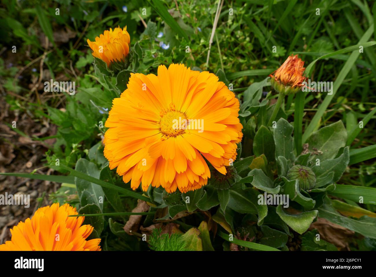 Fiori gialli e arancioni di Calendula officinalis pianta Foto Stock