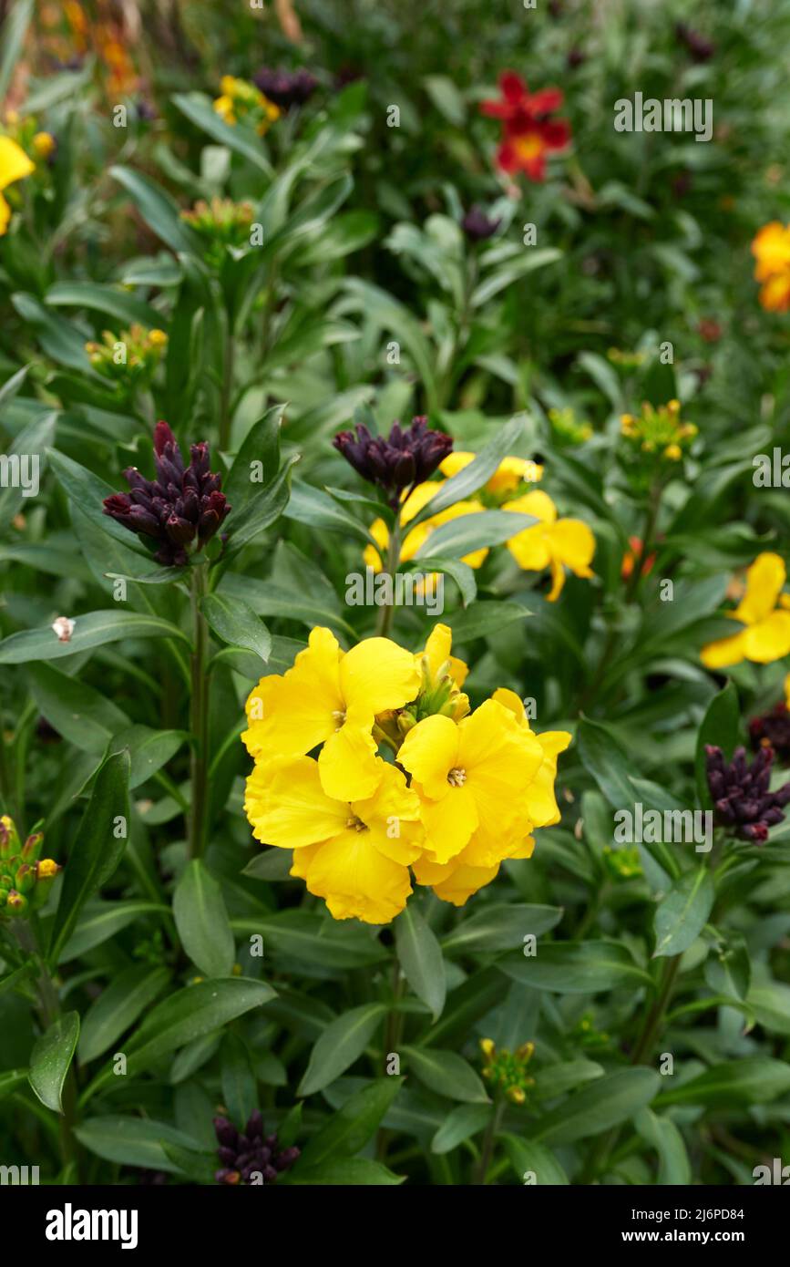 Erysimum cheiri fiori colorati Foto Stock