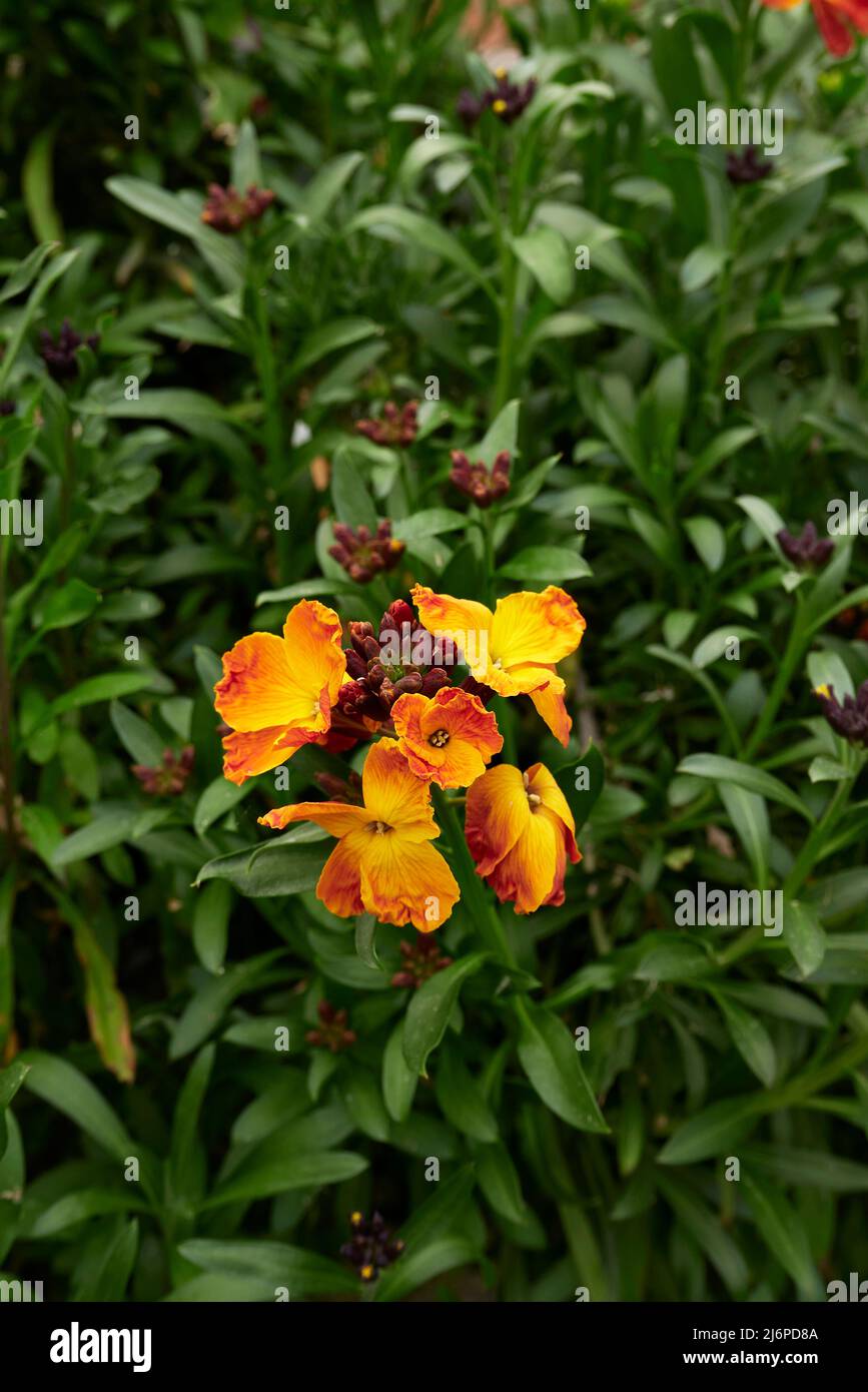 Erysimum cheiri fiori colorati Foto Stock