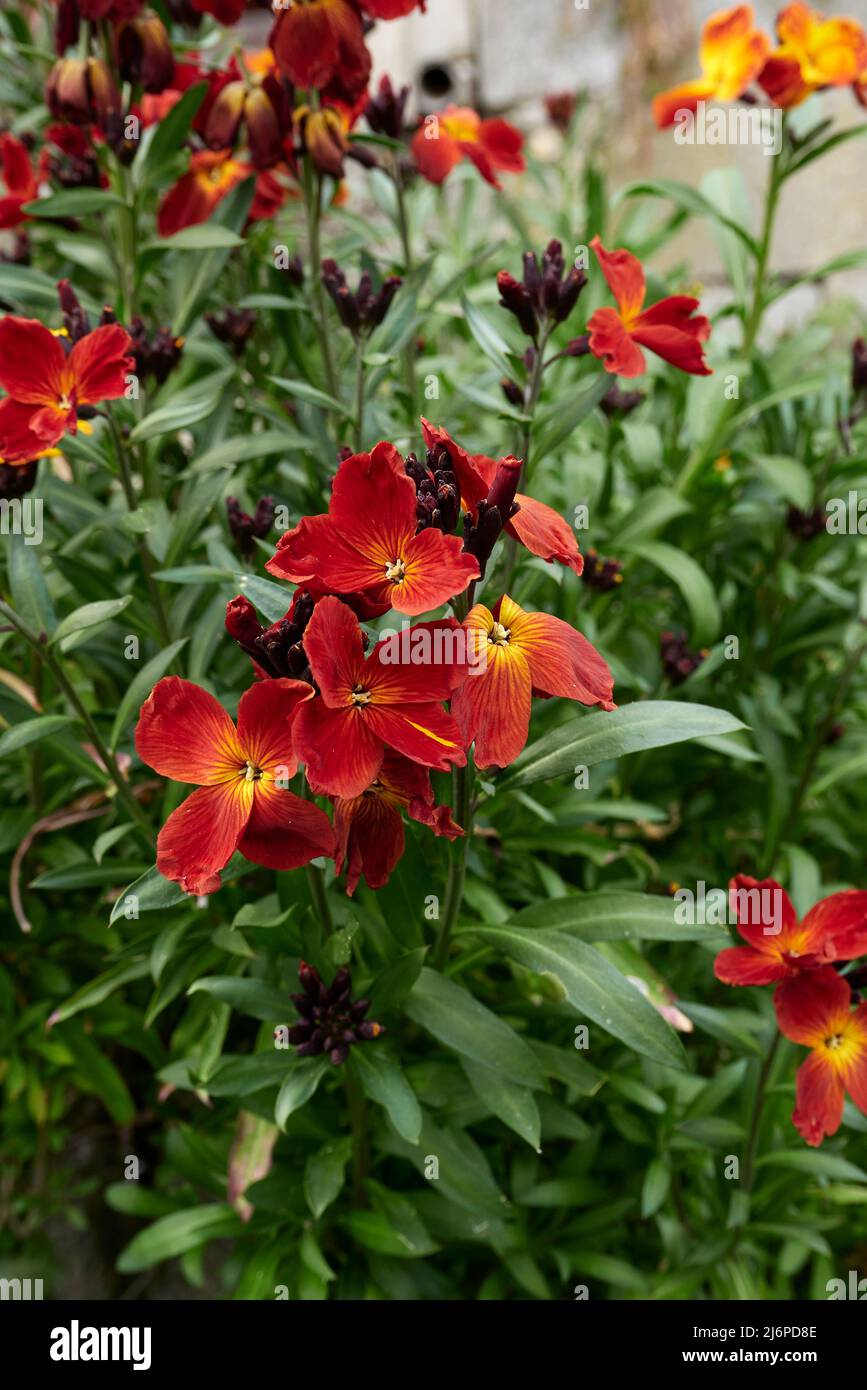 Erysimum cheiri fiori colorati Foto Stock