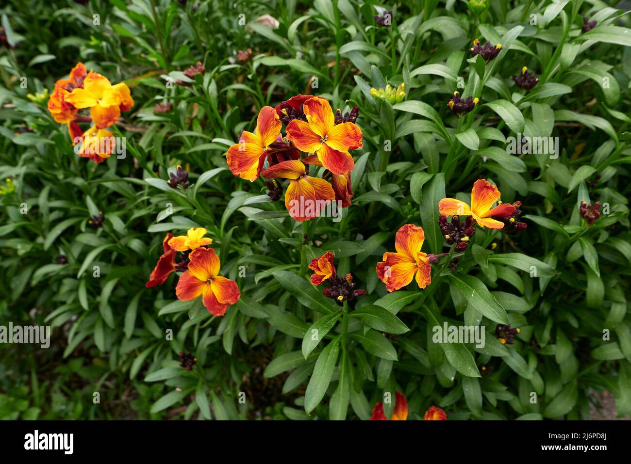 Erysimum cheiri fiori colorati Foto Stock