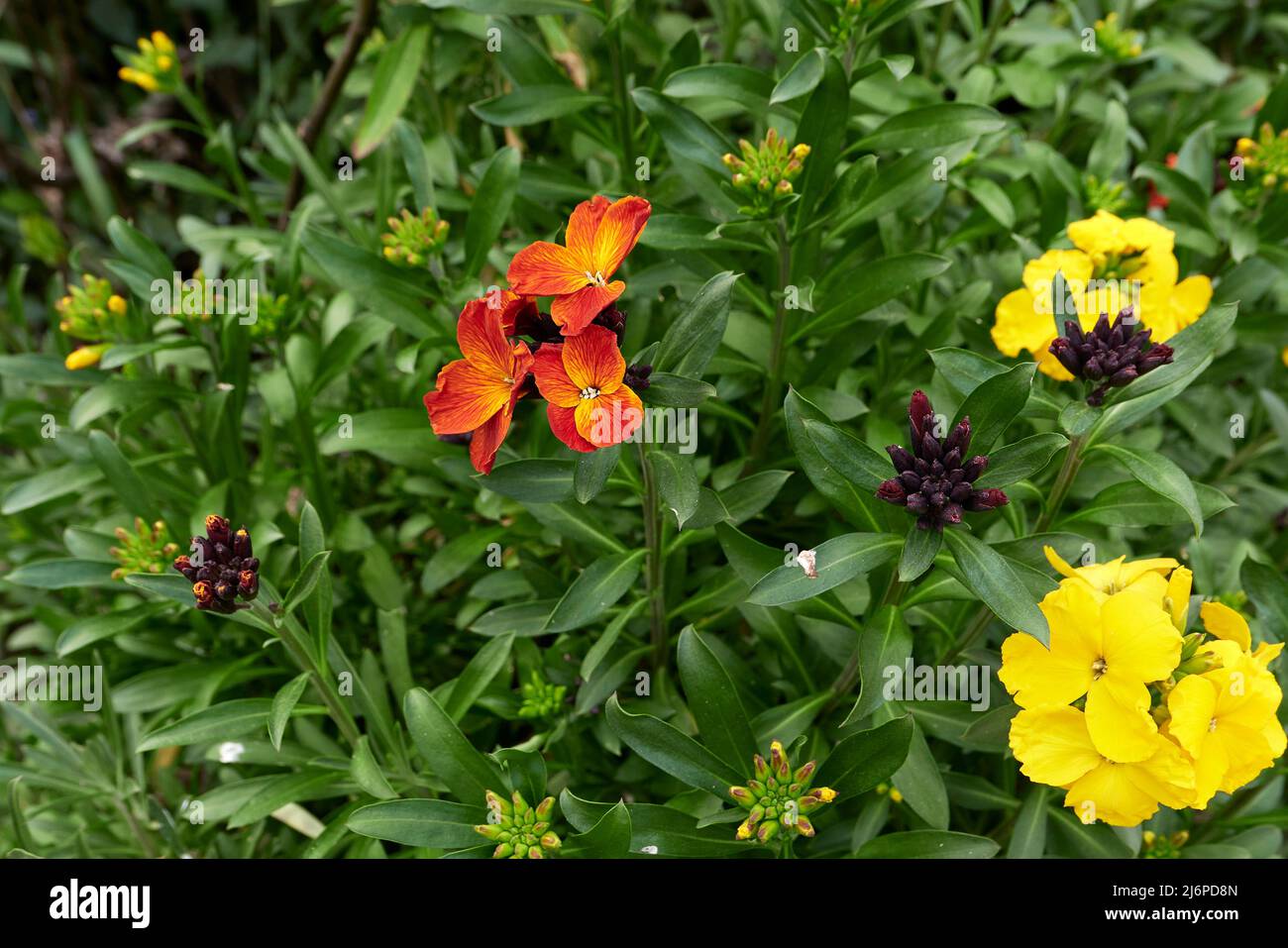 Erysimum cheiri fiori colorati Foto Stock