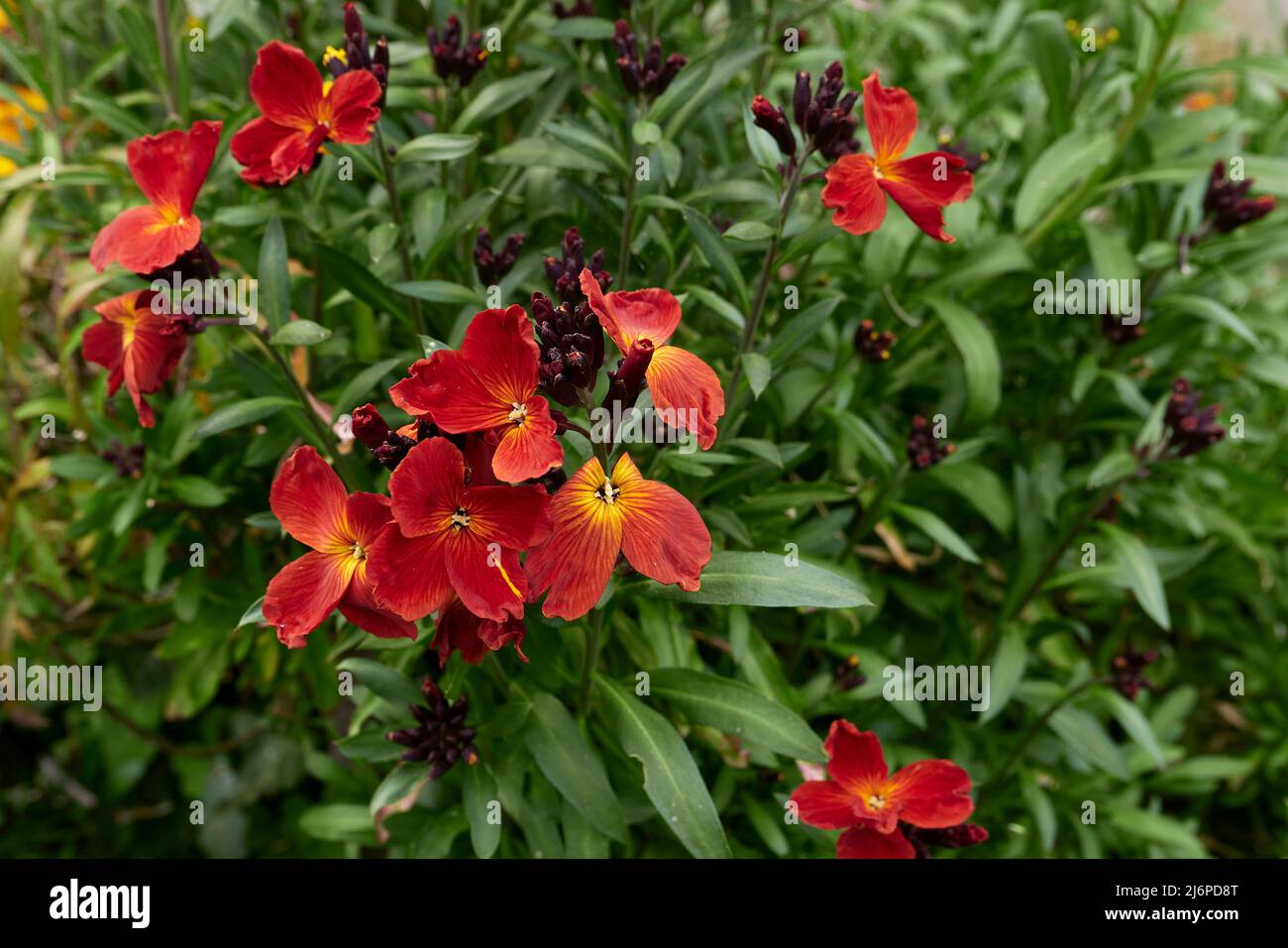Erysimum cheiri fiori colorati Foto Stock