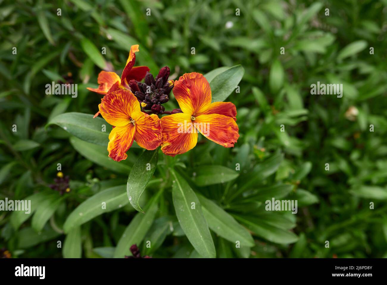 Erysimum cheiri fiori colorati Foto Stock