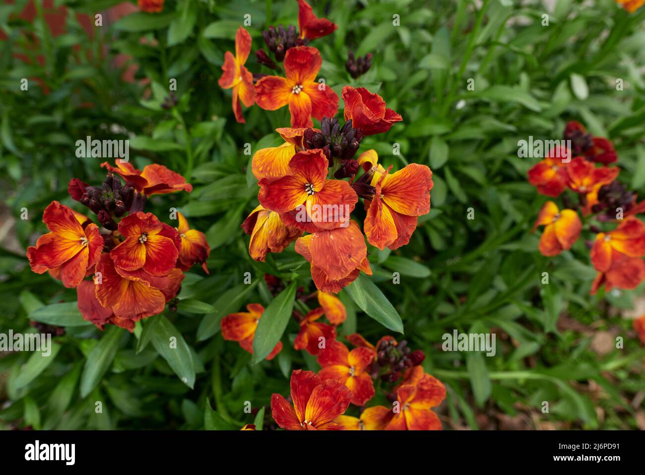 Erysimum cheiri fiori colorati Foto Stock