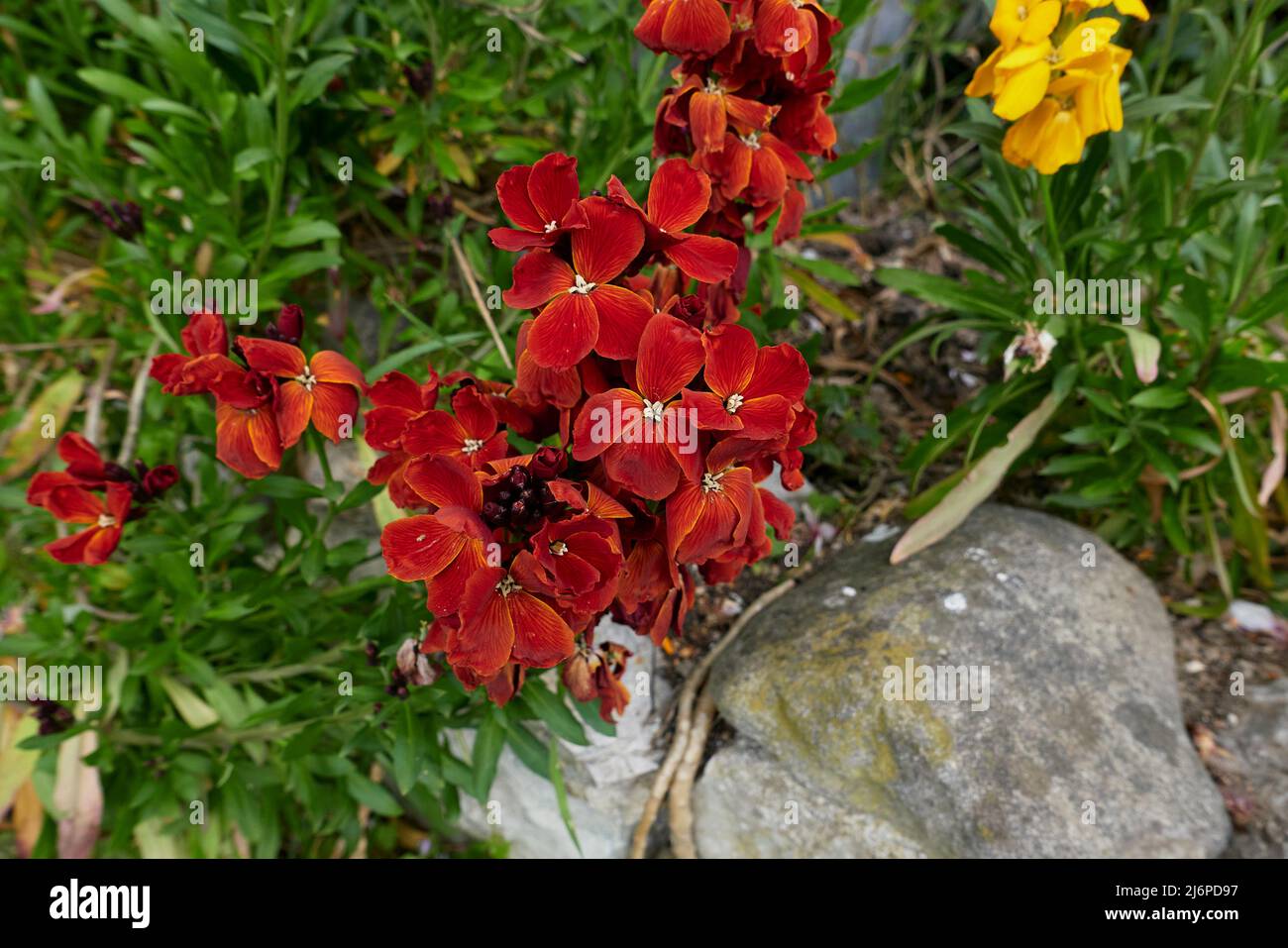 Erysimum cheiri fiori colorati Foto Stock