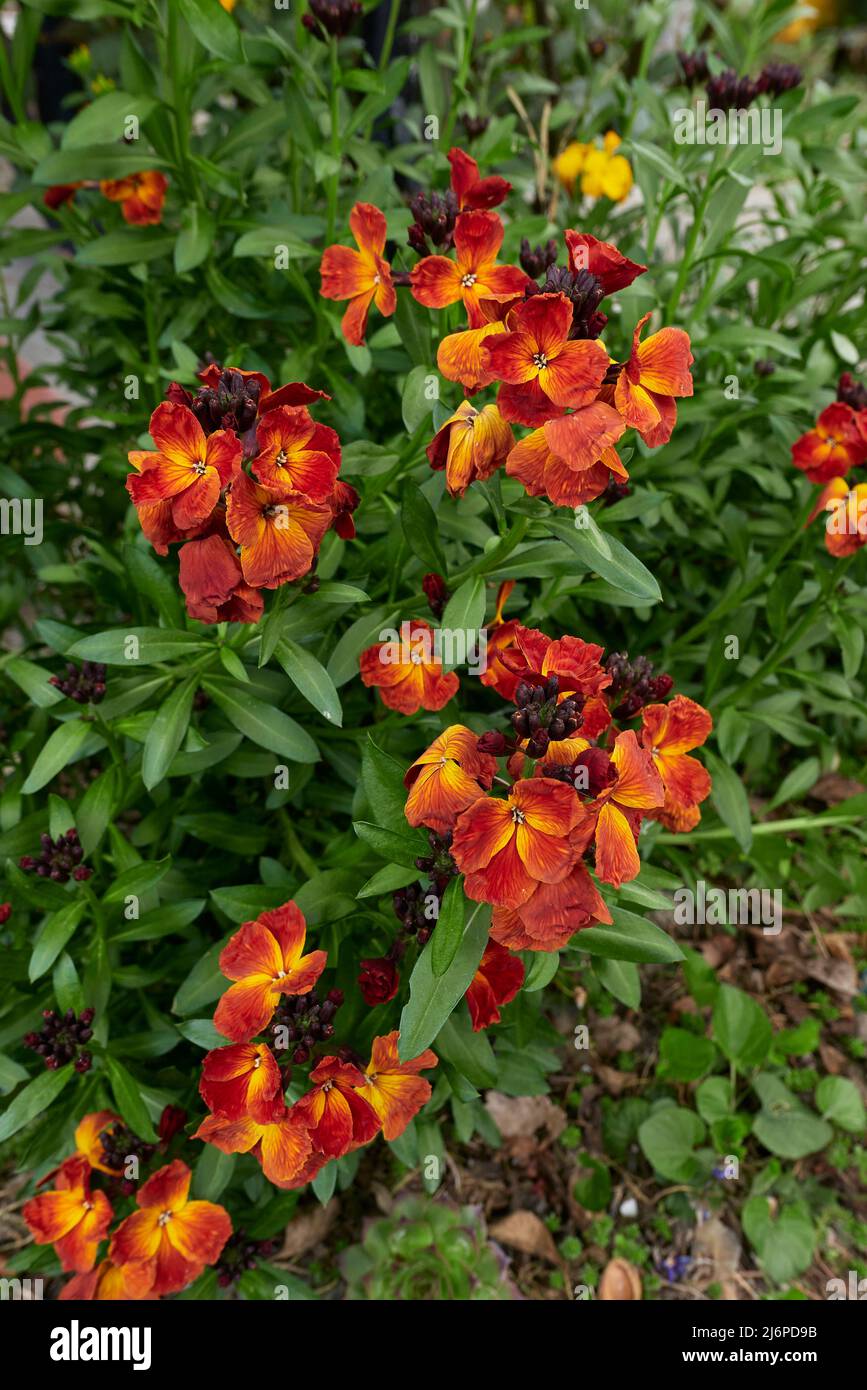 Erysimum cheiri fiori colorati Foto Stock