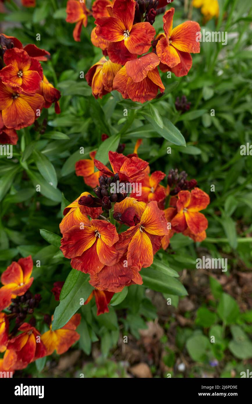 Erysimum cheiri fiori colorati Foto Stock