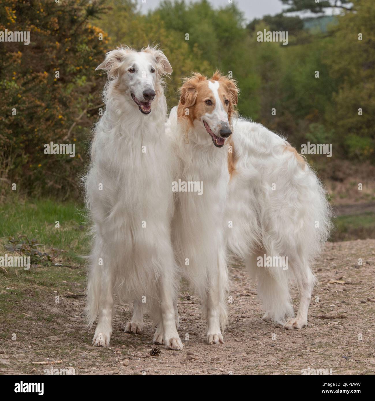 due cani borzoi Foto Stock