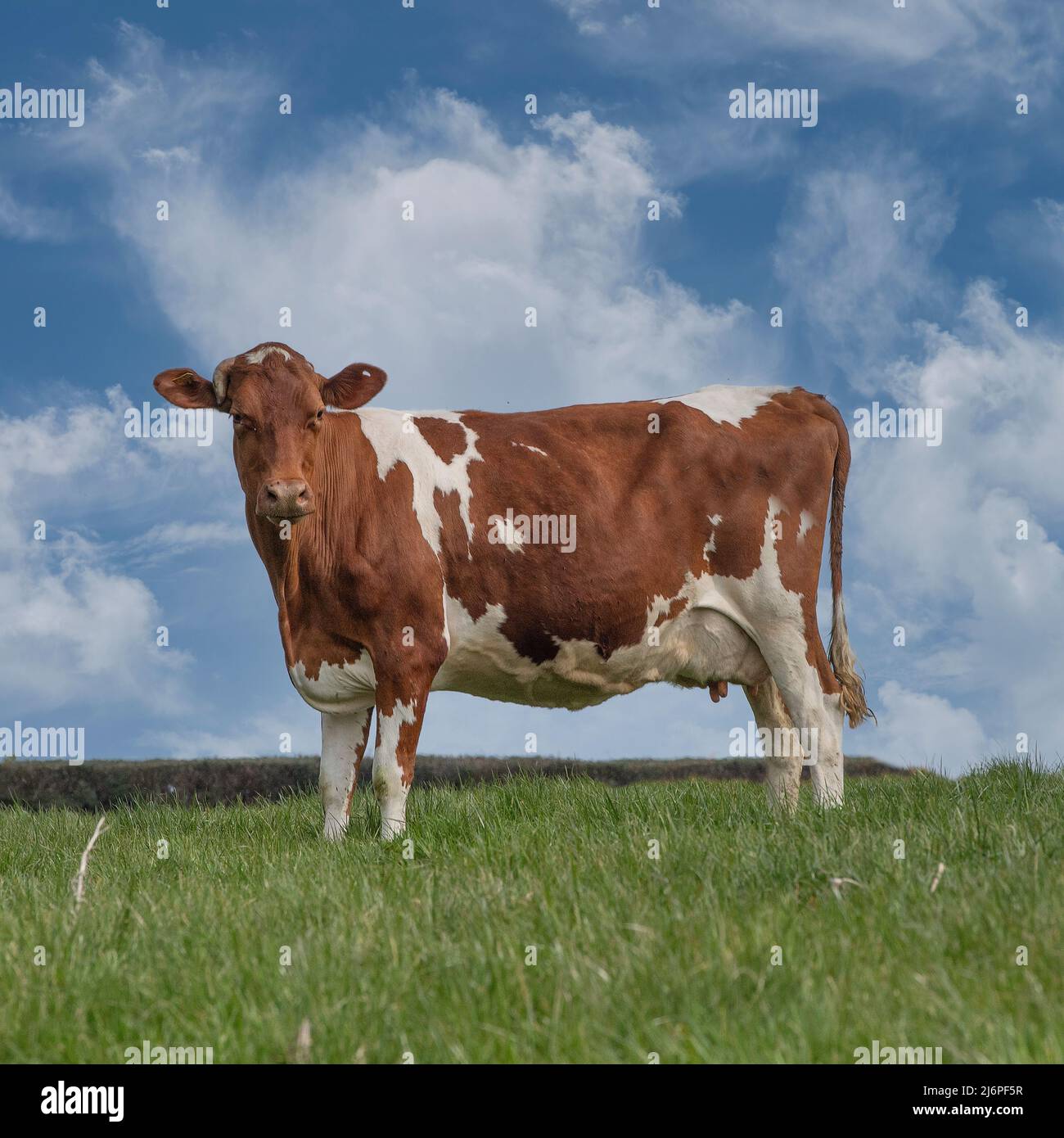 Mucca Foto Stock