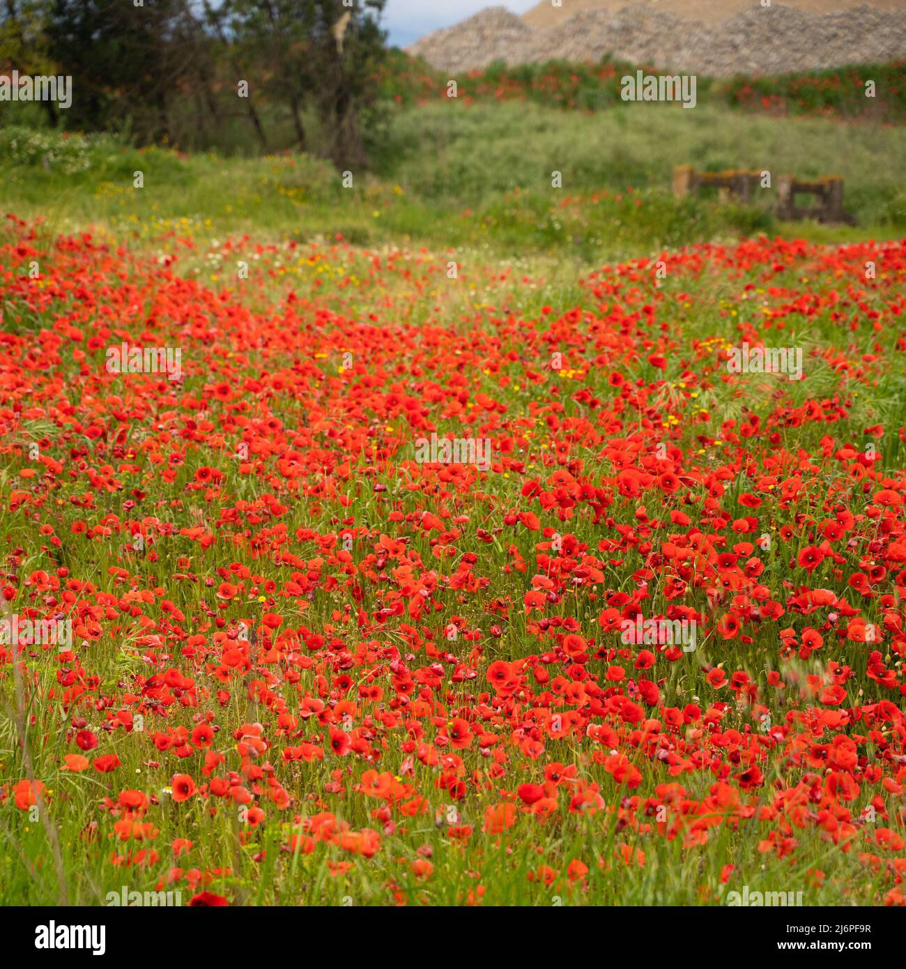 Bel campo di fiori di papavero rosso in un prato di campagna Foto Stock