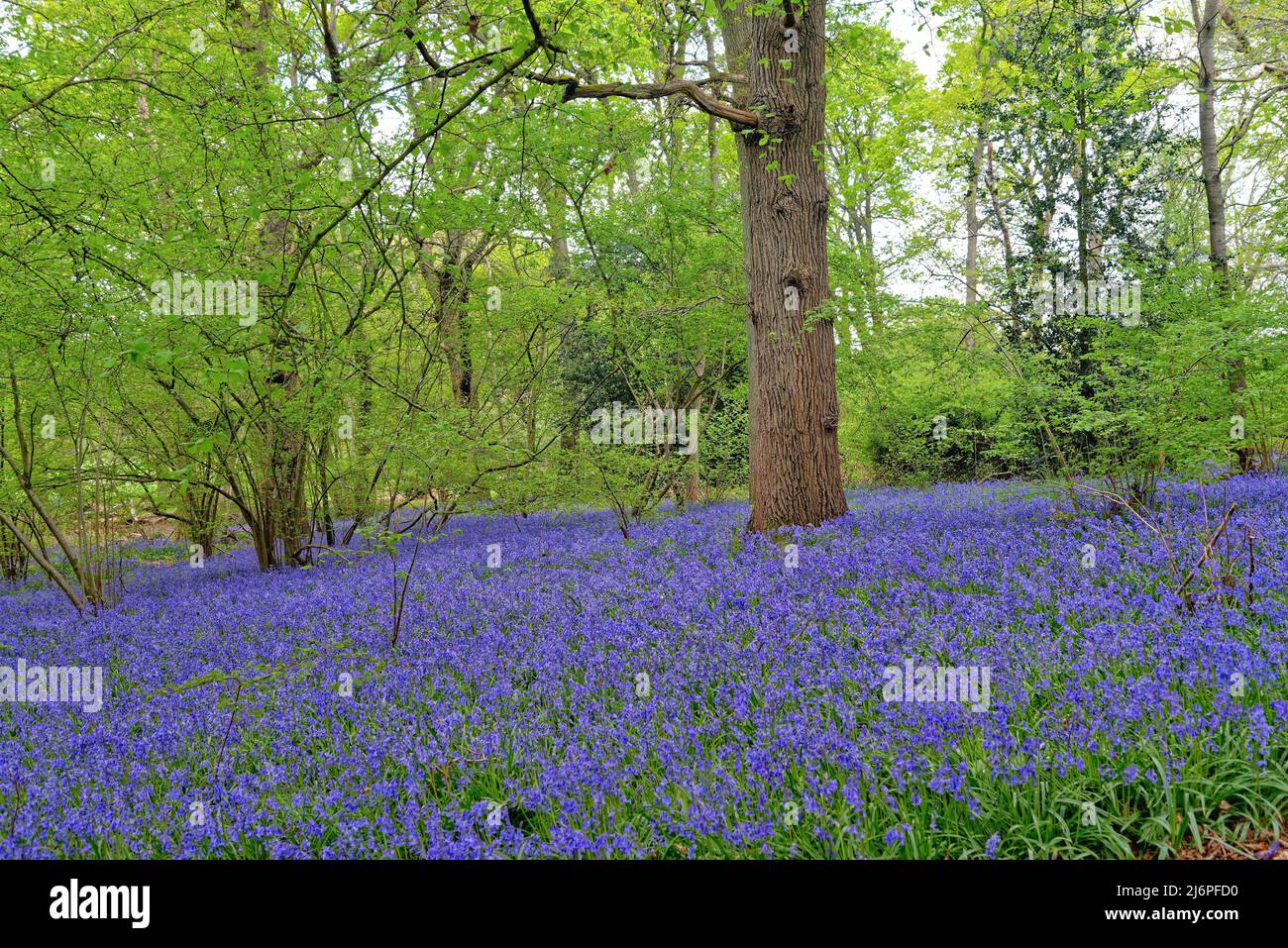 Bluebells, Hyacinthoides non scripta, fiorente in boschi nel Surrey Hills Inghilterra Regno Unito Foto Stock