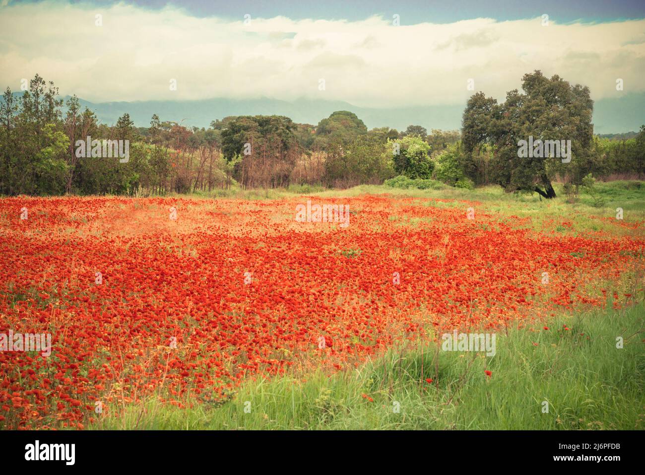 Bel campo di fiori di papavero rosso in un prato di campagna Foto Stock