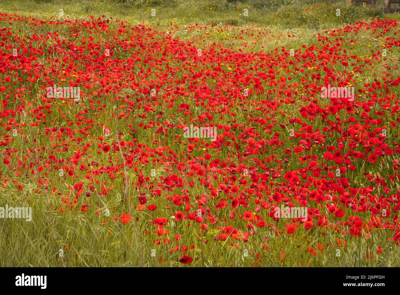 Bel campo di fiori di papavero rosso in un prato di campagna Foto Stock