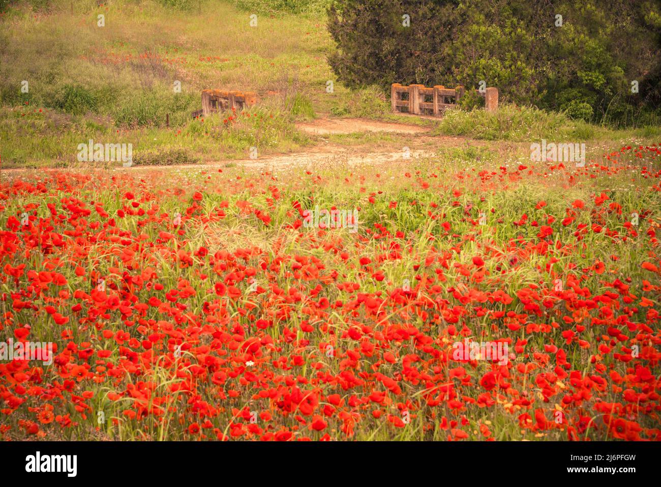 Bel campo di fiori di papavero rosso in un prato di campagna Foto Stock