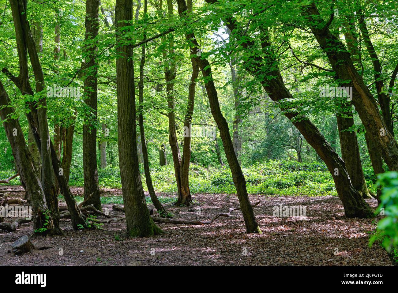 Un bosco denso in primavera vicino a West Horsley, Surrey Hills Inghilterra Regno Unito Foto Stock