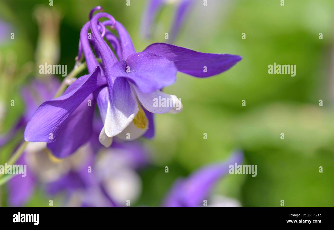 macro vista su bella colombina viola fioritura in un giardino Foto Stock